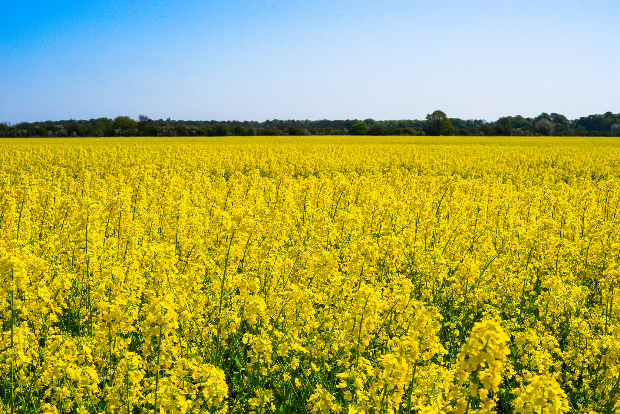 Sony a7R + Sony 50mm F1.4 sample photo. Colorful yellow rapeseed field photography