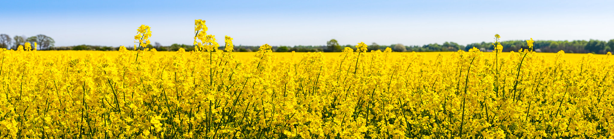 Sony a7R + Minolta AF 50mm F1.4 [New] sample photo. Rapeseed flowers in the spring photography