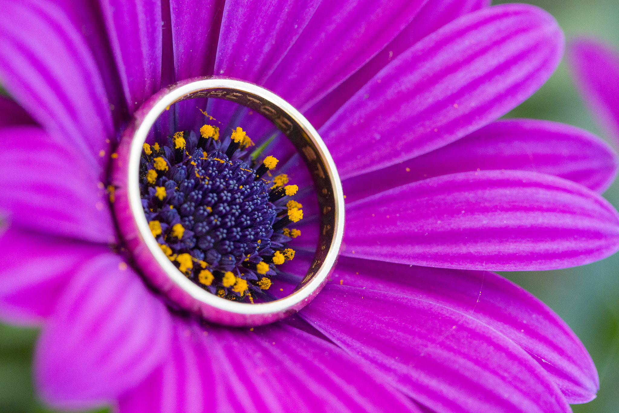 Canon EF-S 60mm F2.8 Macro USM sample photo. Colour rnig.. photography
