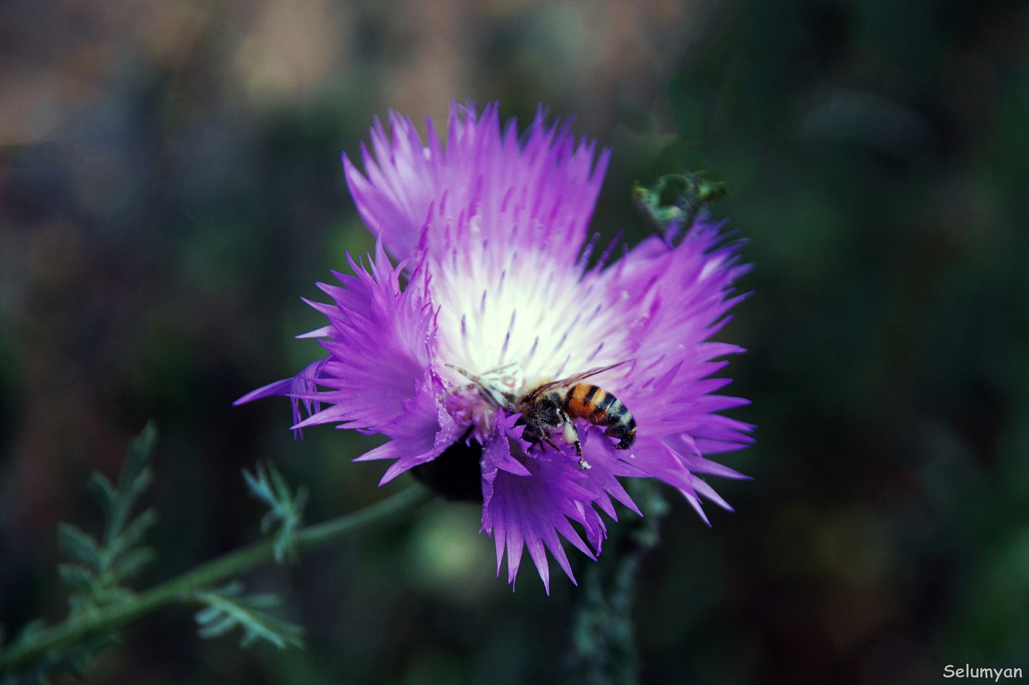 Nikon D80 + Sigma 18-125mm F3.8-5.6 DC HSM sample photo. Exhausted bee photography