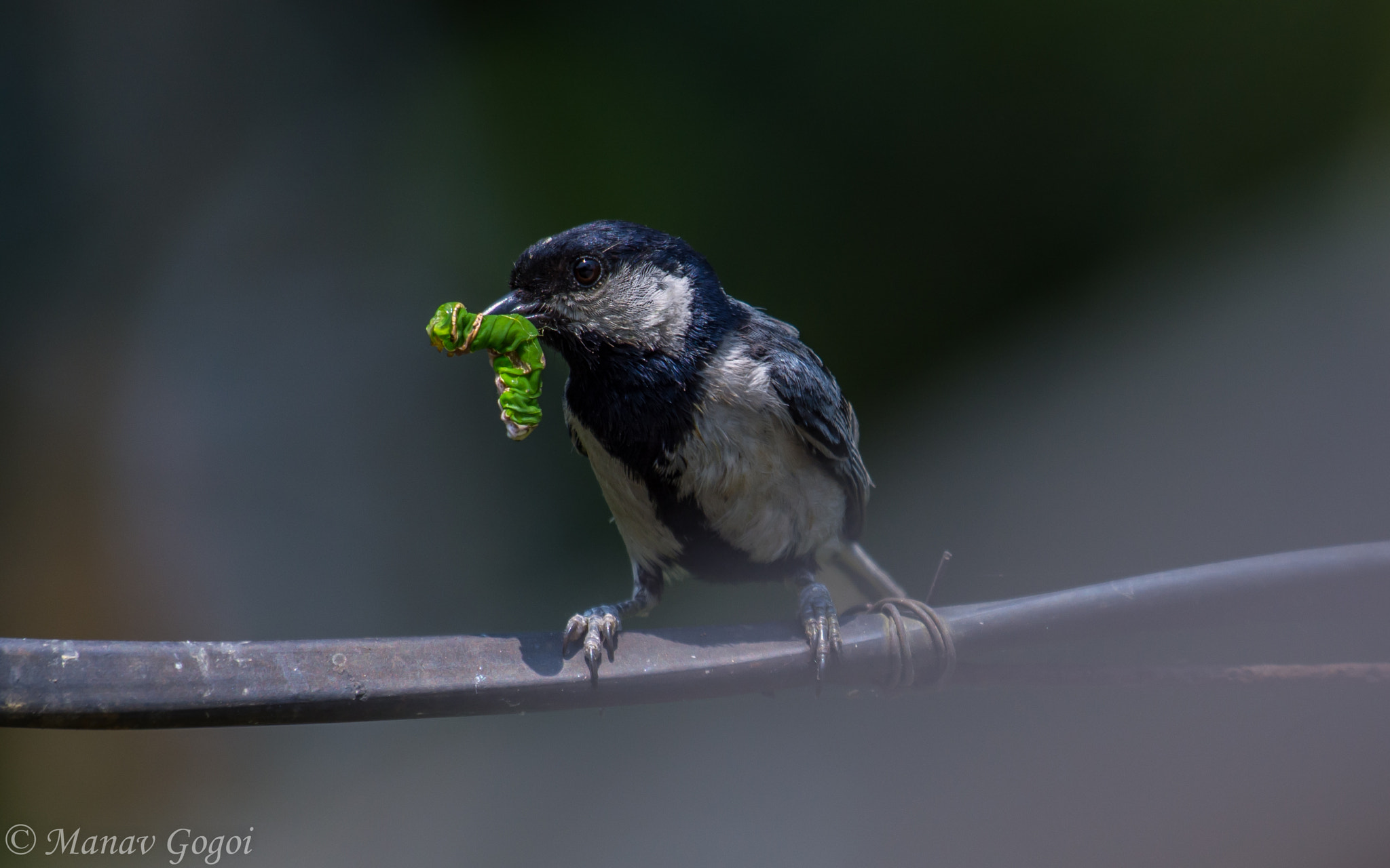 Nikon AF-S Nikkor 200-500mm F5.6E ED VR sample photo. Coal tit photography