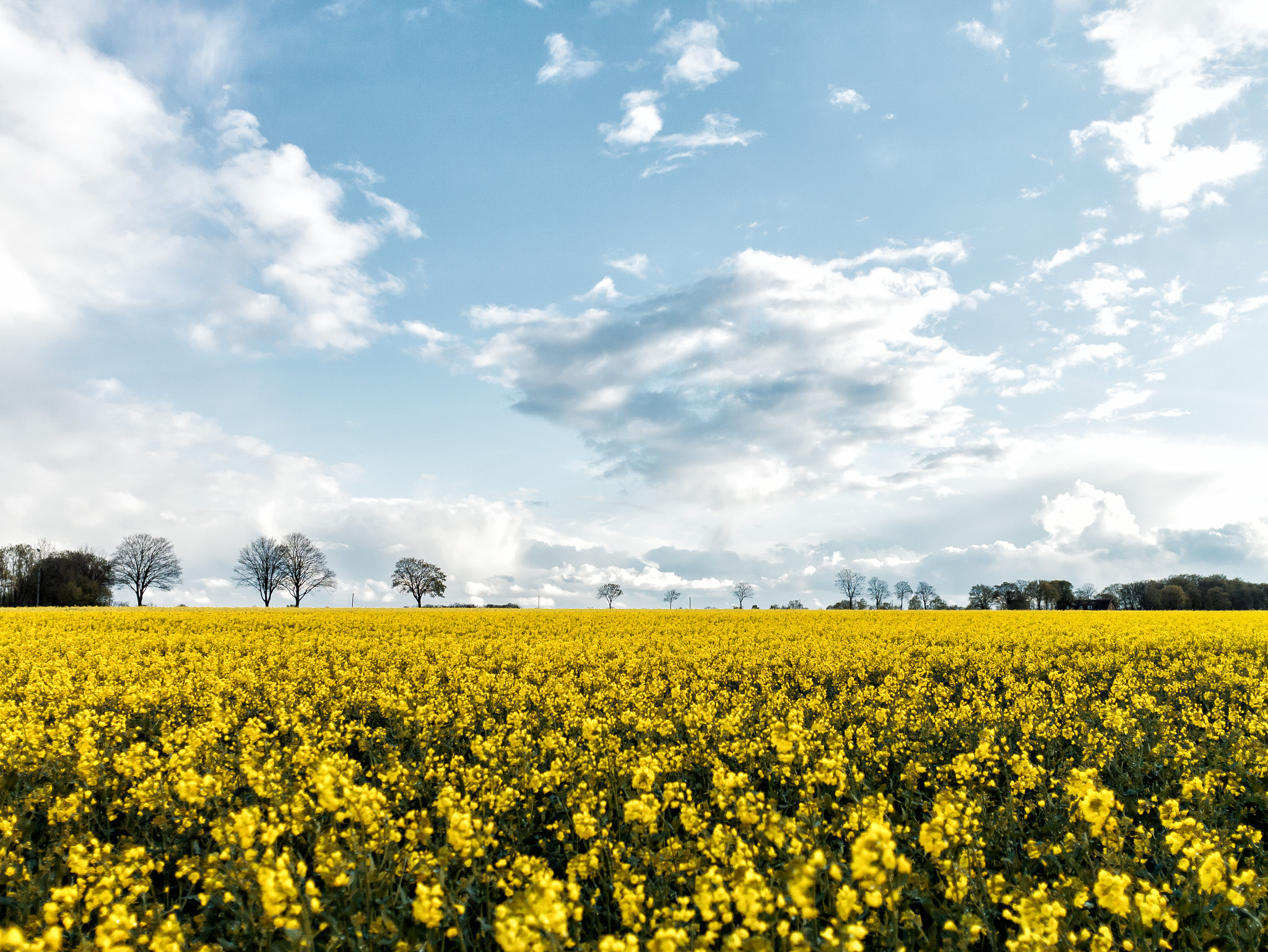 Panasonic Lumix DMC-GF6 + Sigma 19mm F2.8 DN Art sample photo. Rape field photography