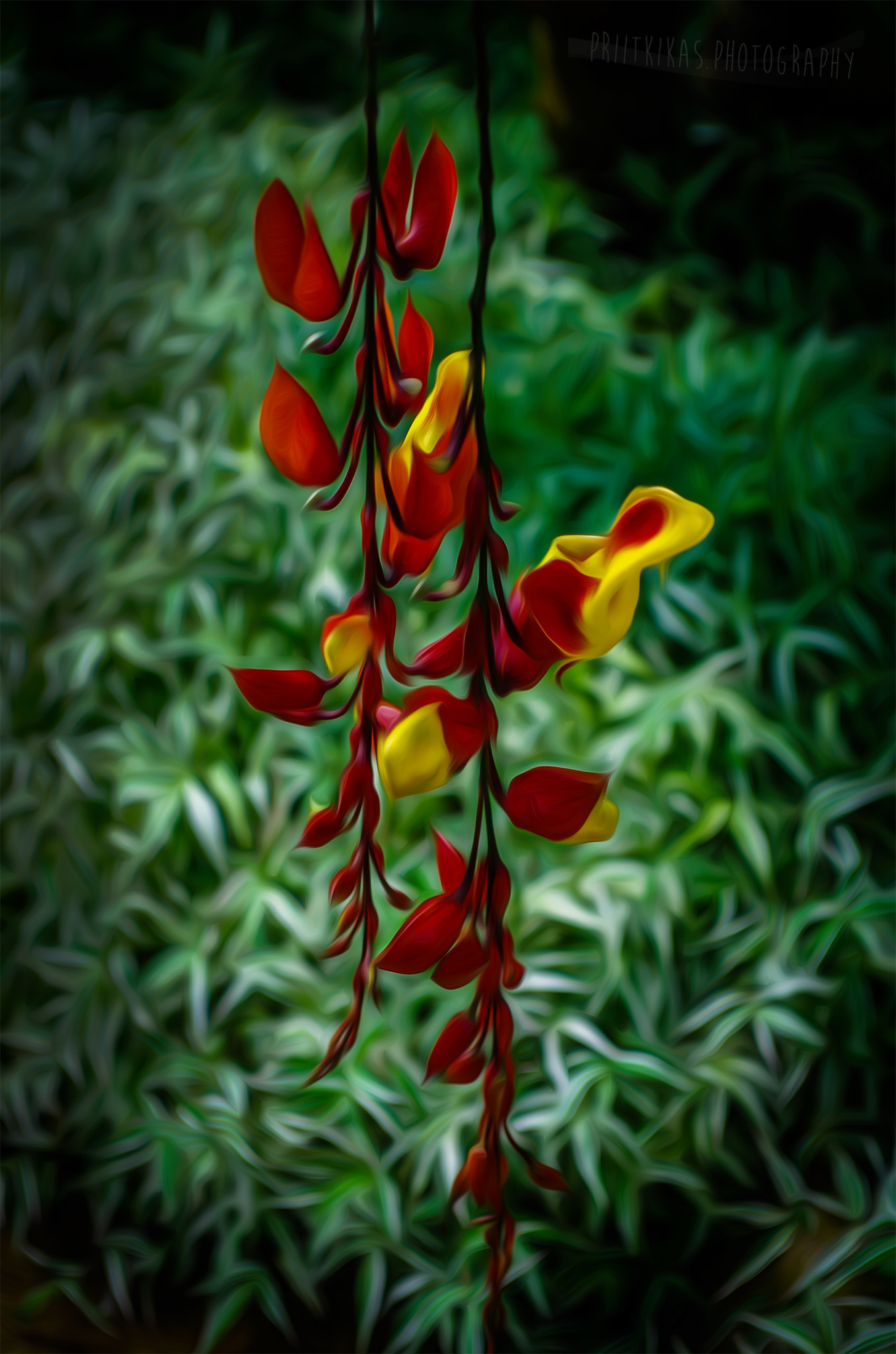 Pentax smc DA 16-45mm F4 ED AL sample photo. Orchidaceae photography