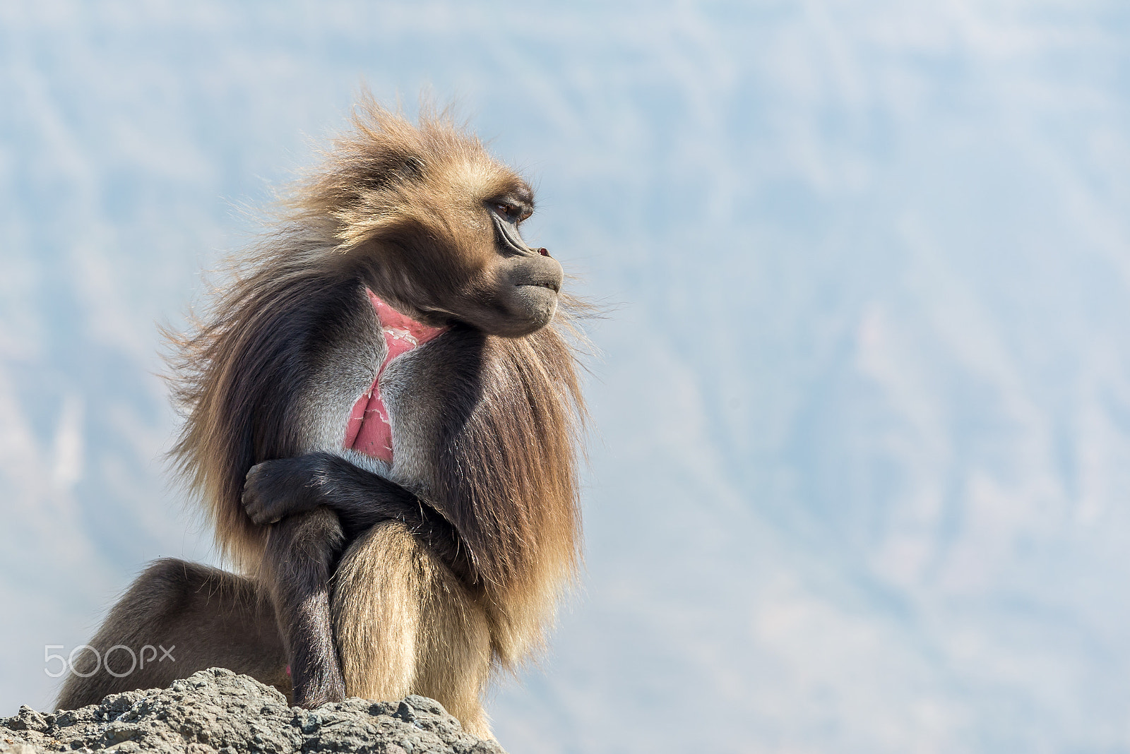 Nikon D600 sample photo. Gelada ape photography