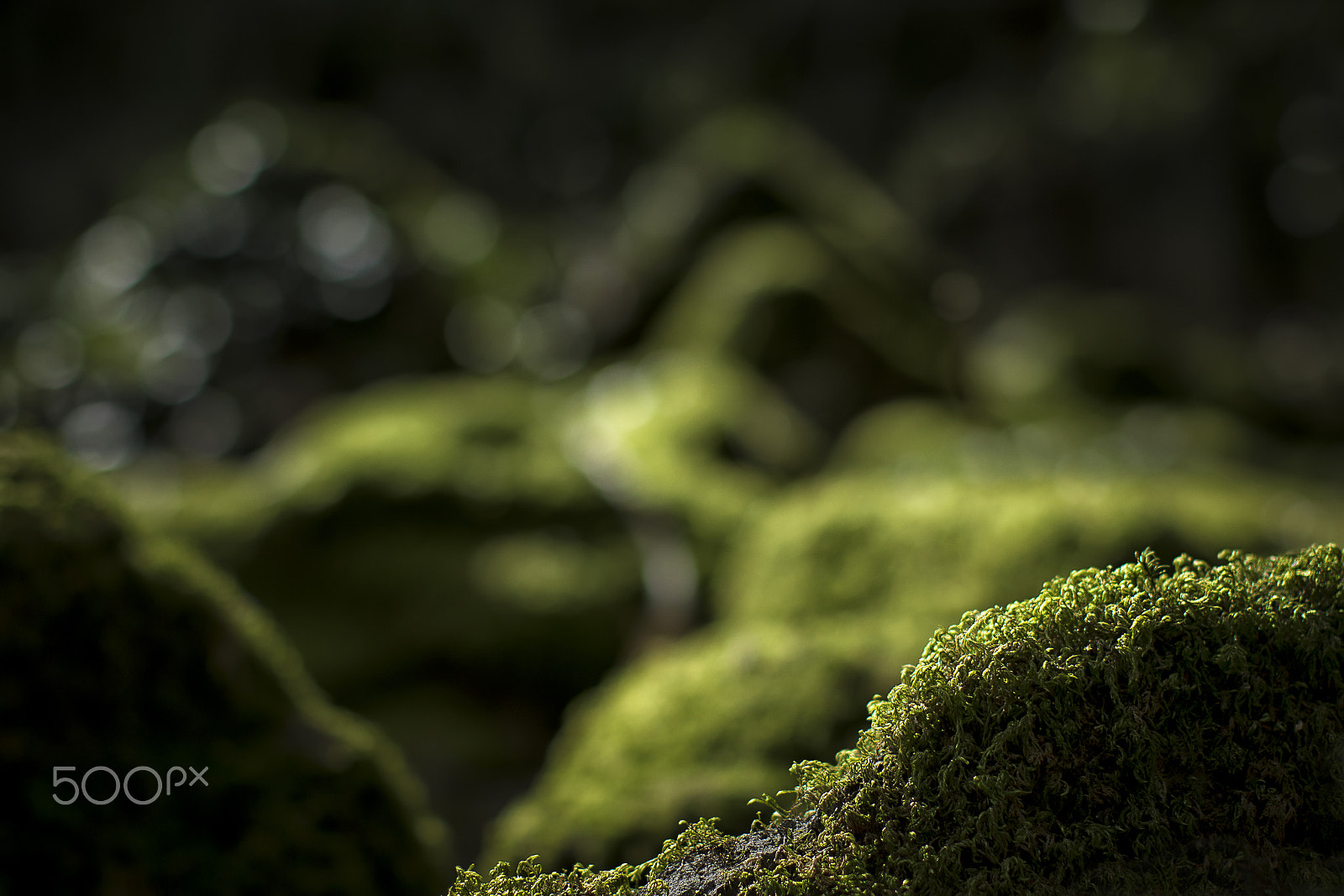 Canon EF 50mm F1.2L USM sample photo. Moss photography