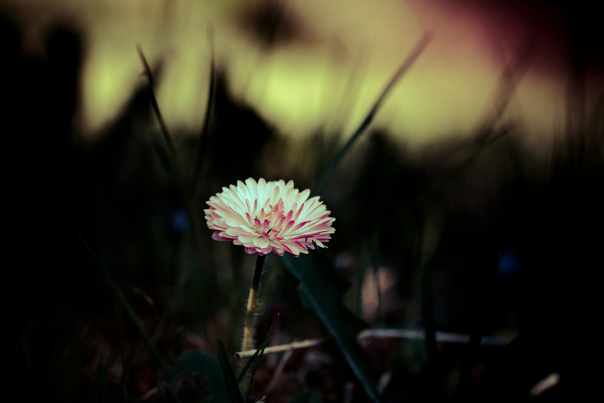 Tamron SP AF 90mm F2.8 Di Macro sample photo. Flower photography