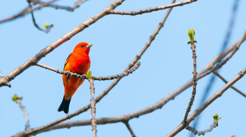 Sigma 150-600mm F5-6.3 DG OS HSM | C sample photo. Scarlet tanager photography