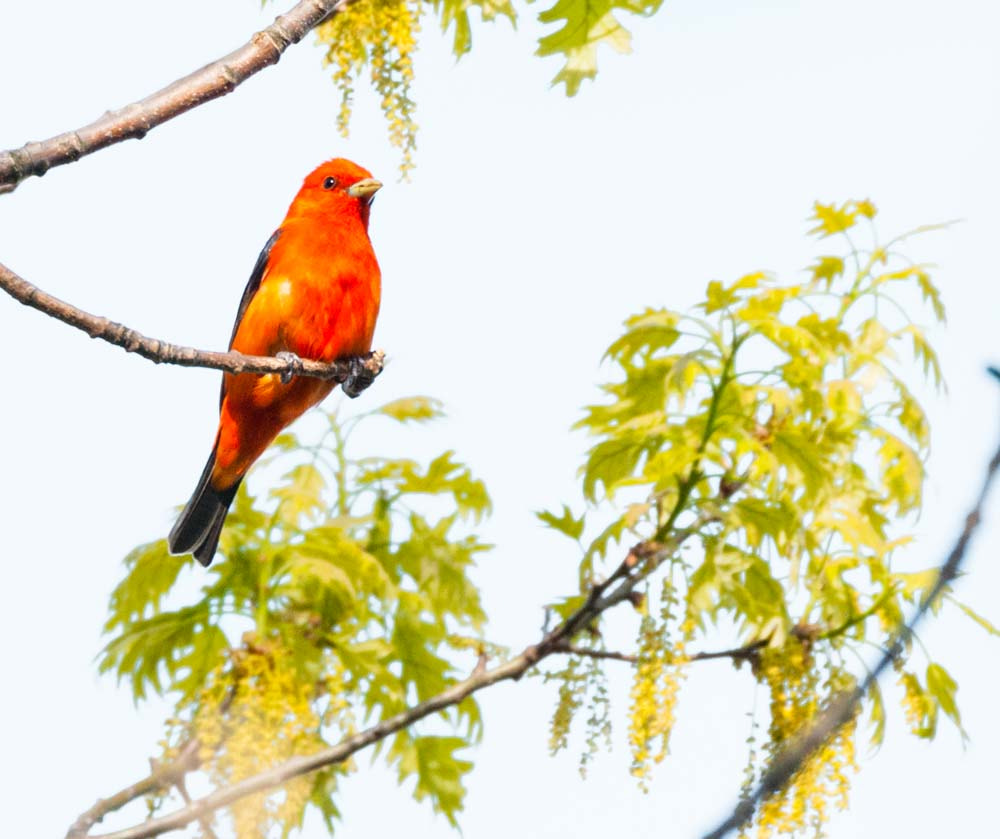 Sigma 150-600mm F5-6.3 DG OS HSM | C sample photo. The scarlet tanager photography
