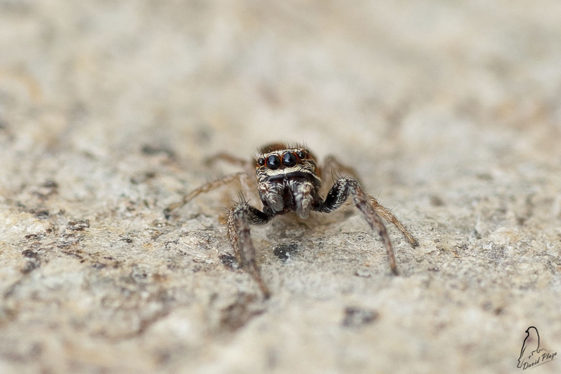 Nikon D3000 sample photo. Araña photography