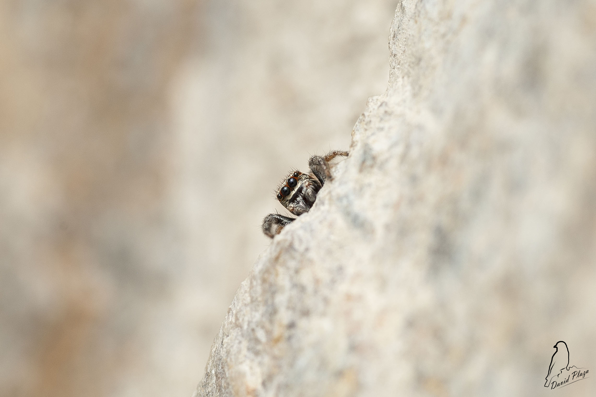 Nikon D3000 sample photo. Araña photography