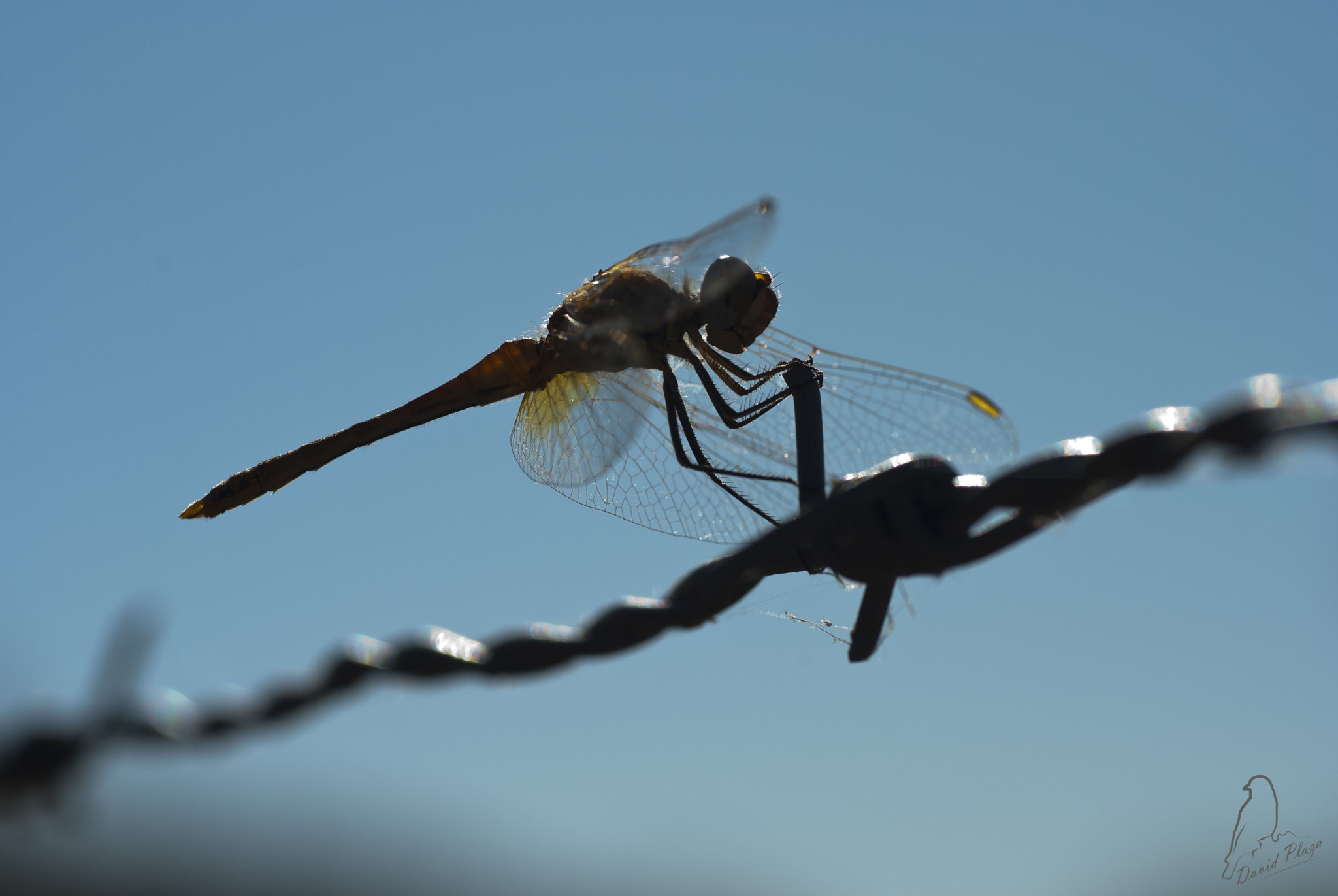Nikon D3000 sample photo. Contraluz photography