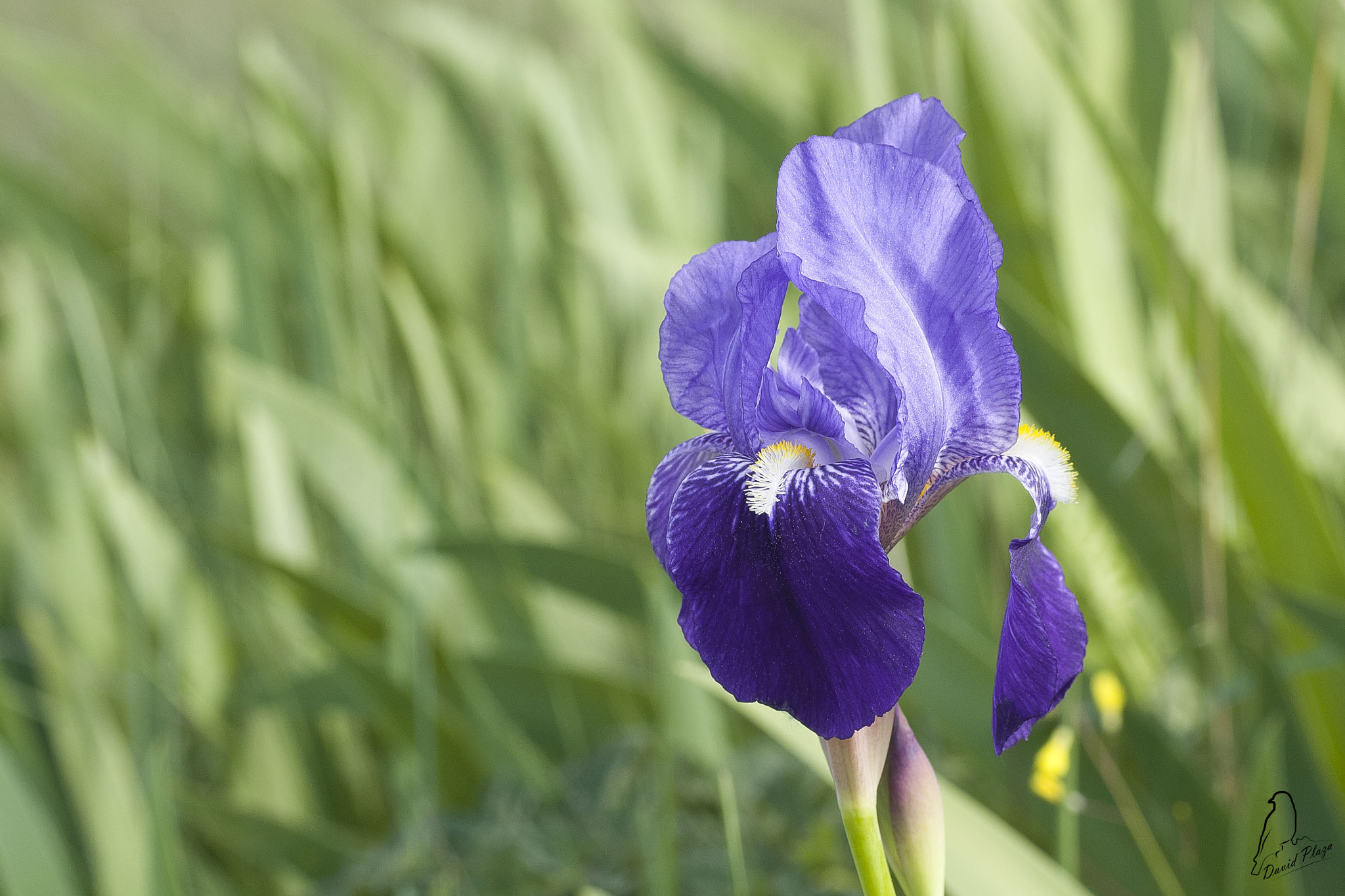 Nikon D3000 sample photo. Lirio photography