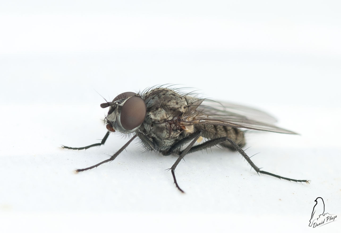 Nikon D3000 sample photo. Mosca photography