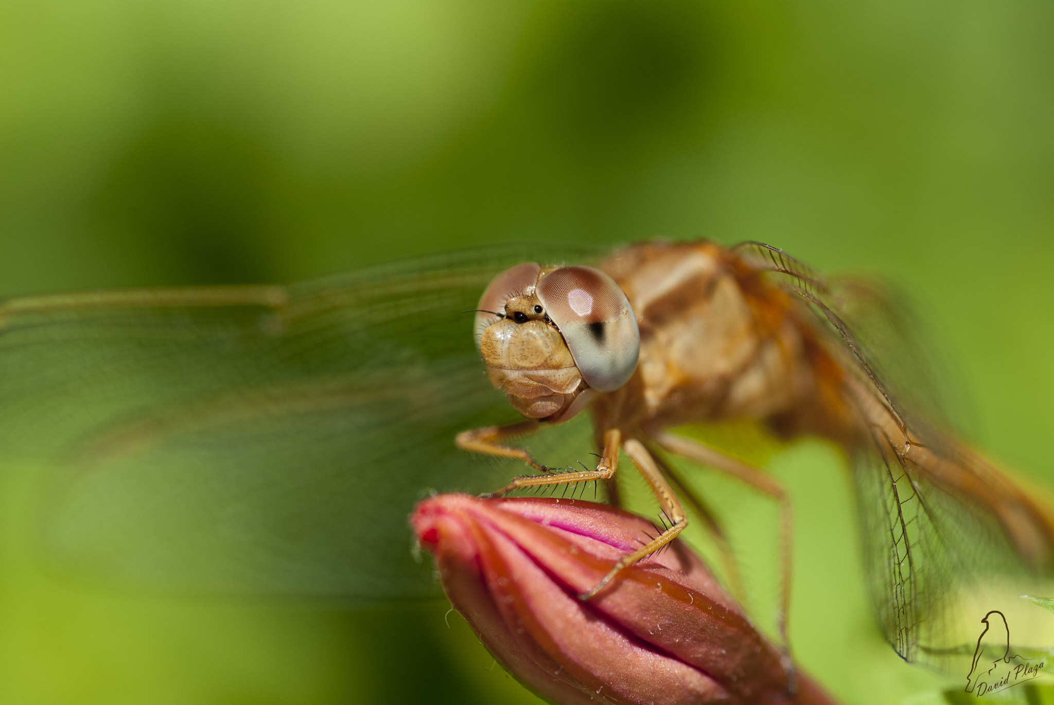 Nikon D3000 sample photo. Posando photography