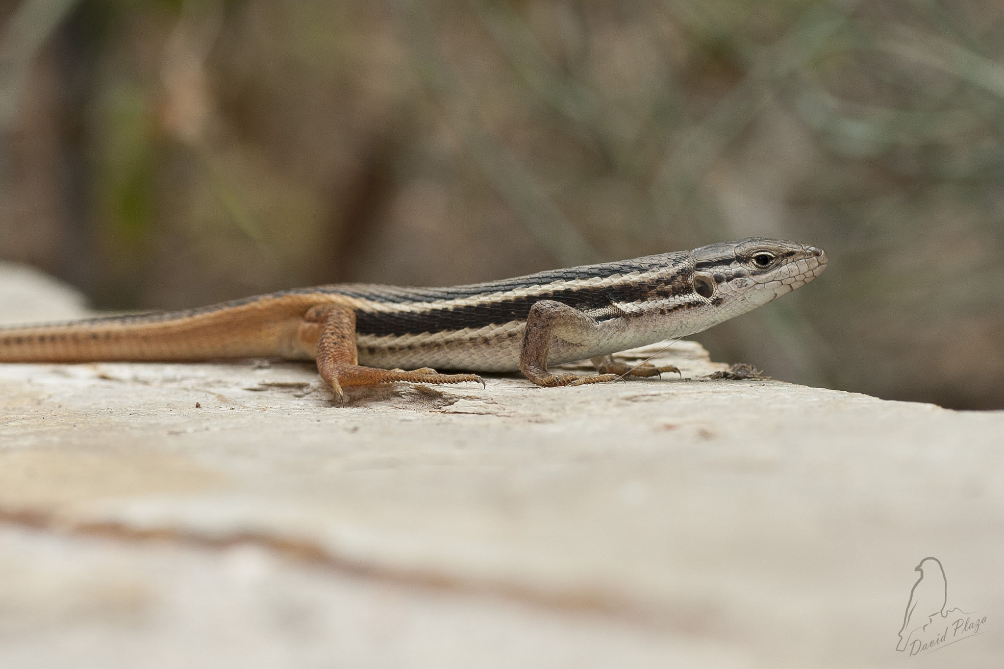 Nikon D3000 sample photo. Posando photography