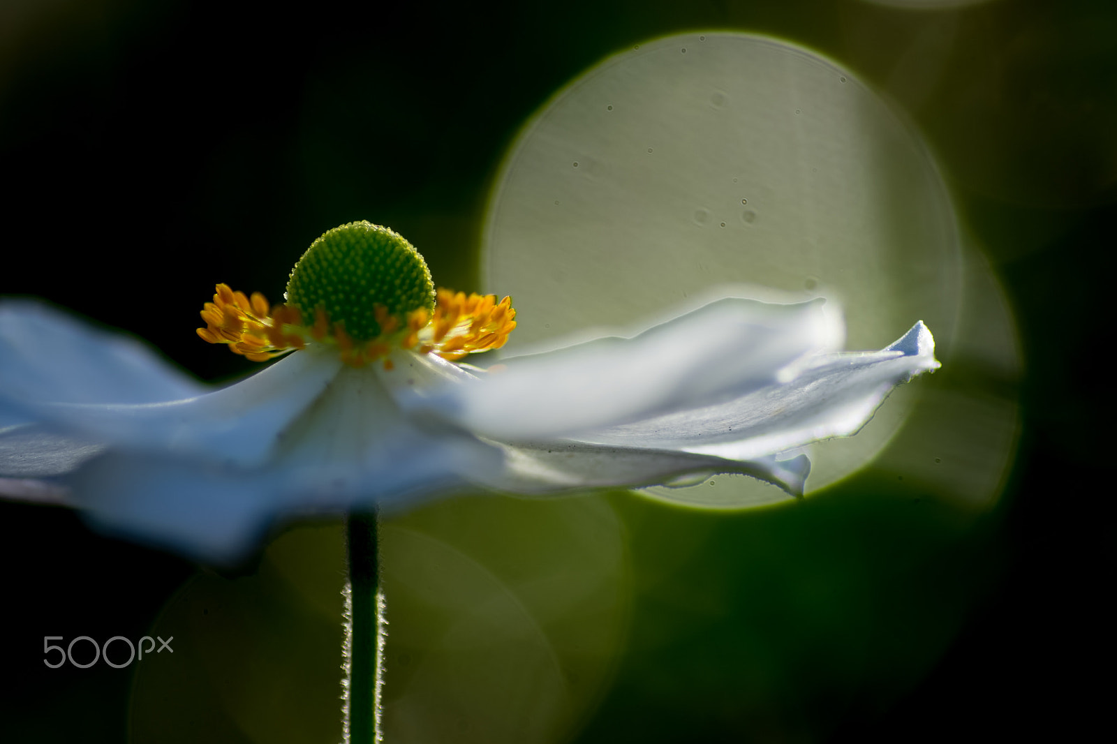 Sony a7 + Tamron SP AF 90mm F2.8 Di Macro sample photo. Dancer photography