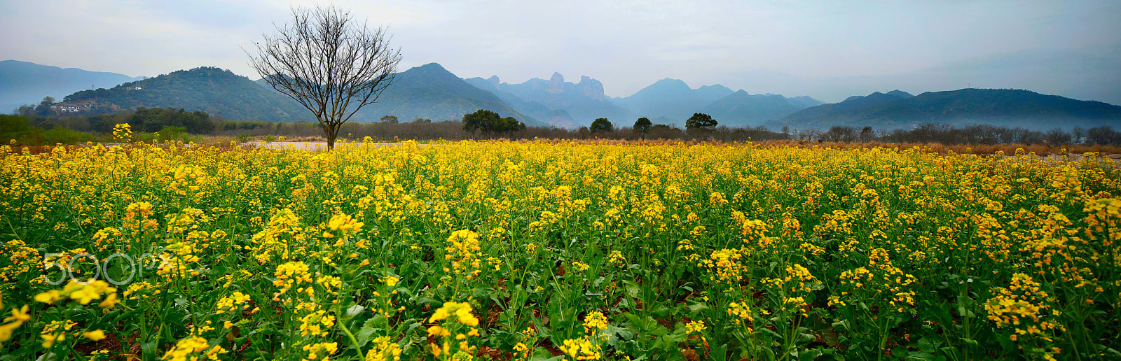 Canon TS-E 24mm F3.5L II Tilt-Shift sample photo. Rape flower photography