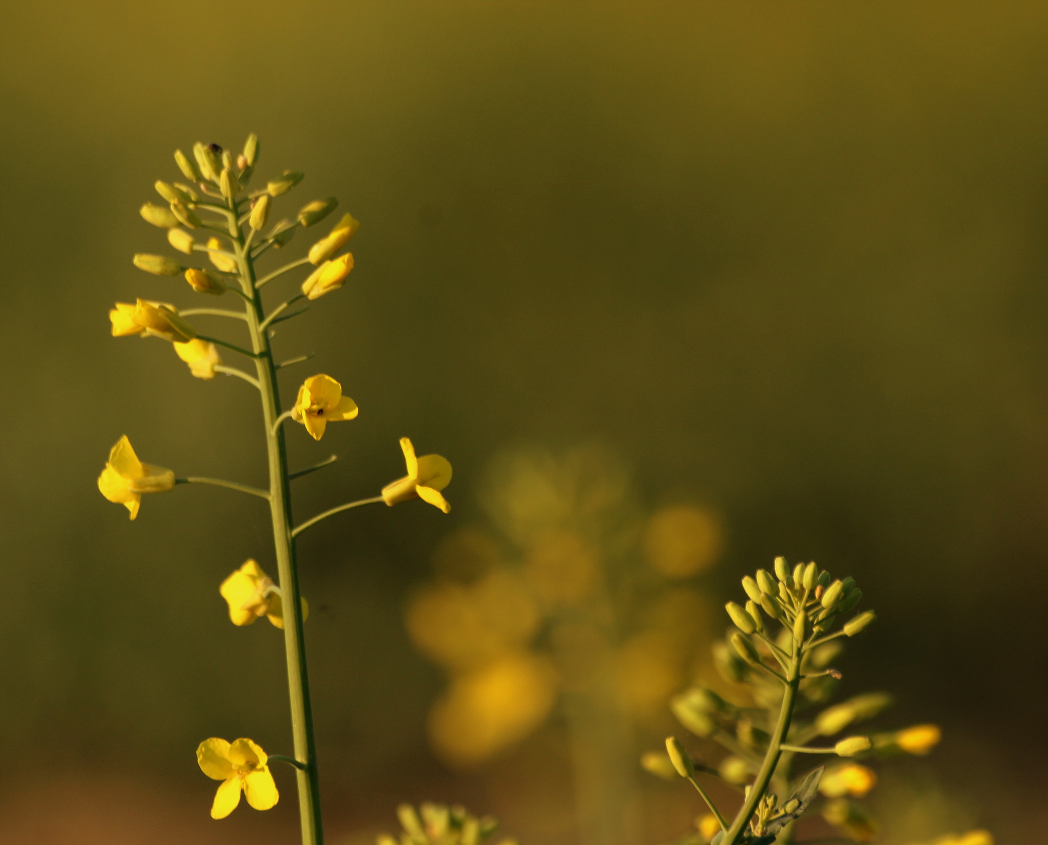 Sigma 70-300mm F4-5.6 APO DG Macro sample photo. Rape blossoms photography