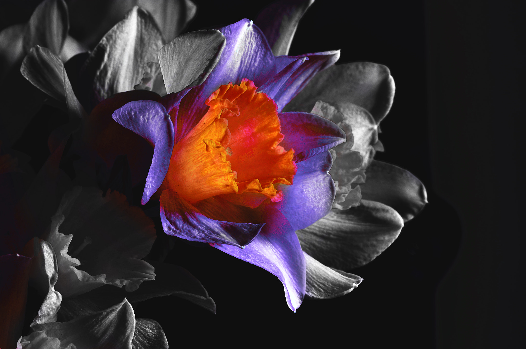 Nikon D300 + AF Micro-Nikkor 105mm f/2.8 sample photo. Нарциссы photography