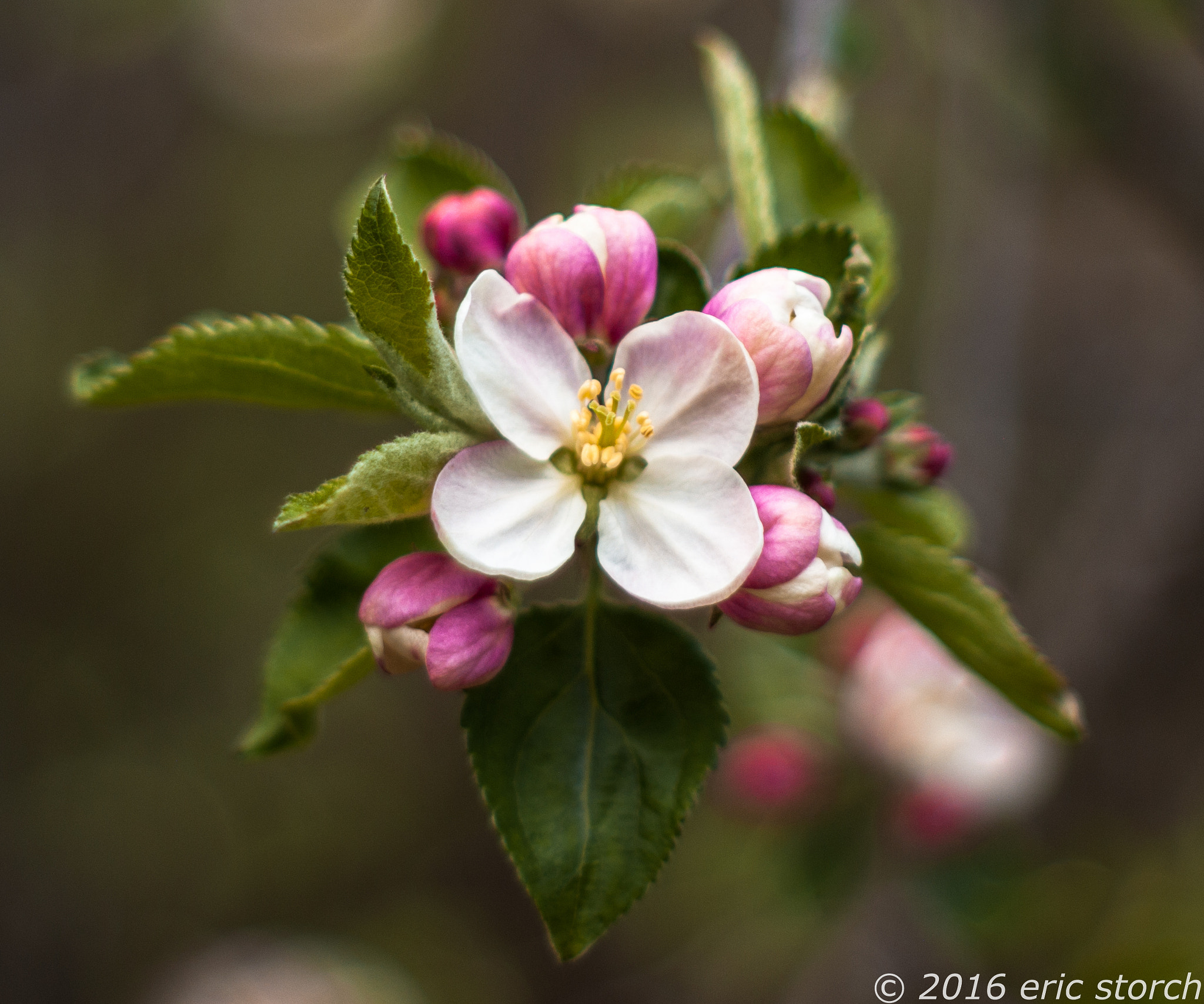 Pentax K10D + A Series Lens sample photo. Apple blossom 1 photography