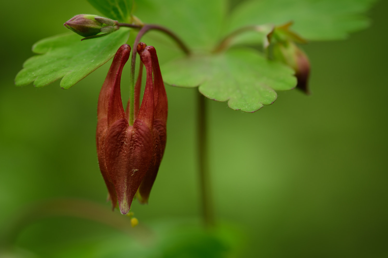 Nikon D500 + AF Micro-Nikkor 105mm f/2.8 sample photo. Columbine - woodland wildflower photography