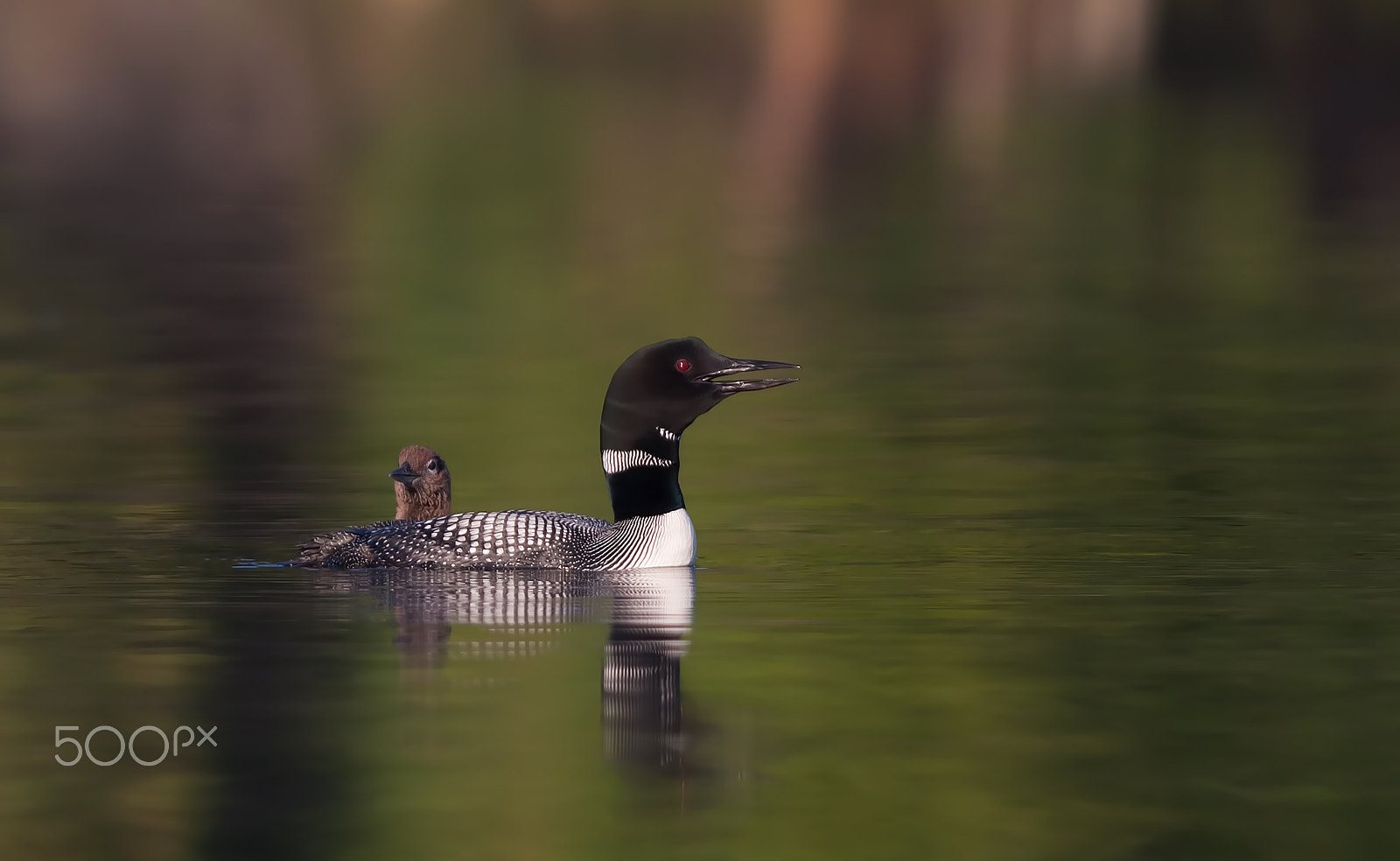 Canon EOS 40D + Canon EF 300mm F2.8L IS USM sample photo. Wake-up call - common loons photography