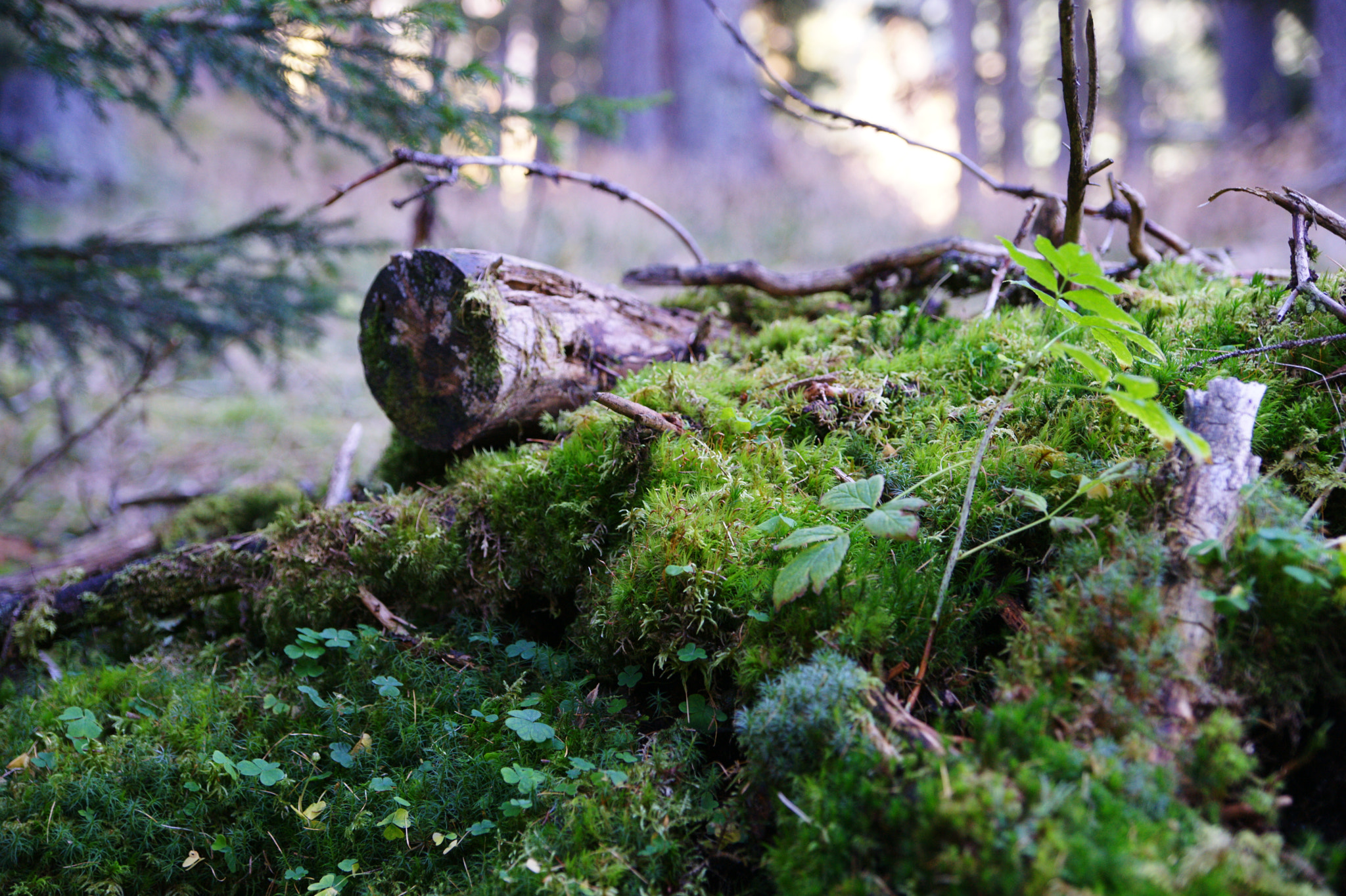Sony Alpha DSLR-A850 + Sony 28-75mm F2.8 SAM sample photo. Mystical forest in the alps if switzerland photography