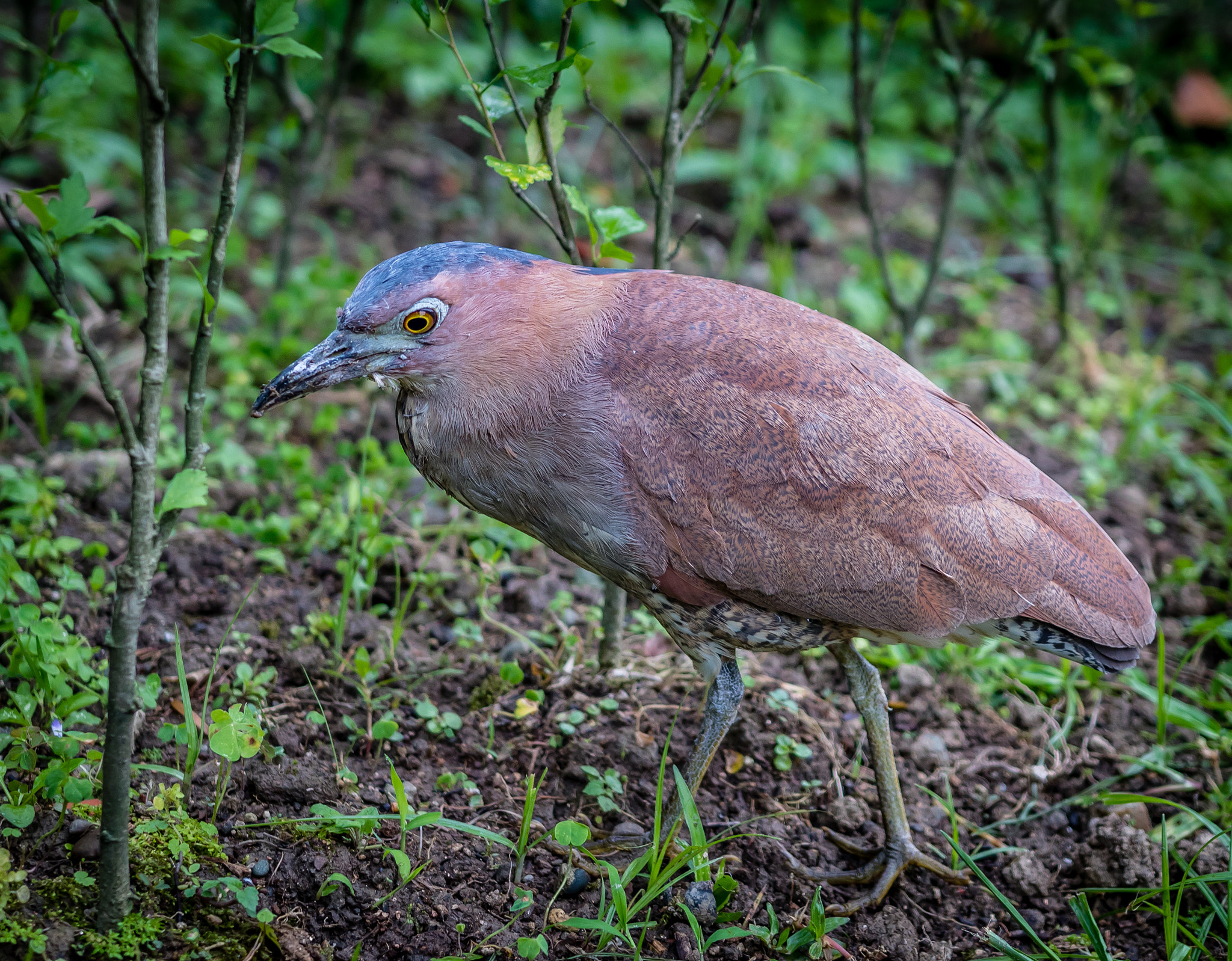 Sigma 18-35mm f/1.8 DC HSM sample photo. Bird photography