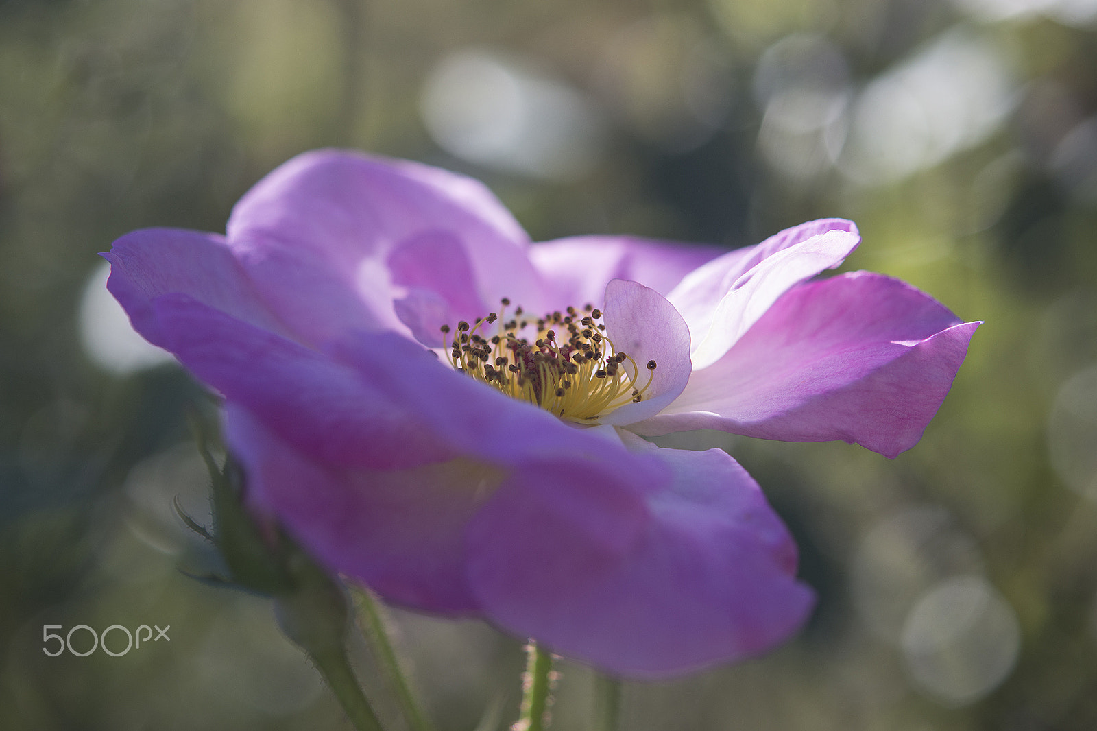 Nikon AF-S Micro-Nikkor 60mm F2.8G ED sample photo. Pink photography
