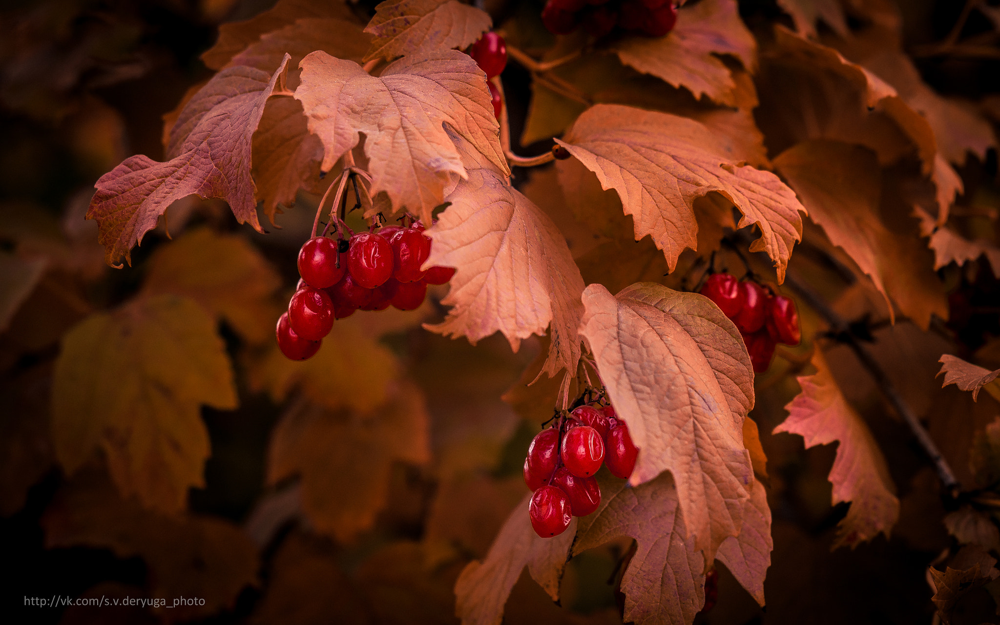 Nikon AF Nikkor 85mm F1.8D sample photo. 2015_10_06_16-27-54__svd0489.jpg photography