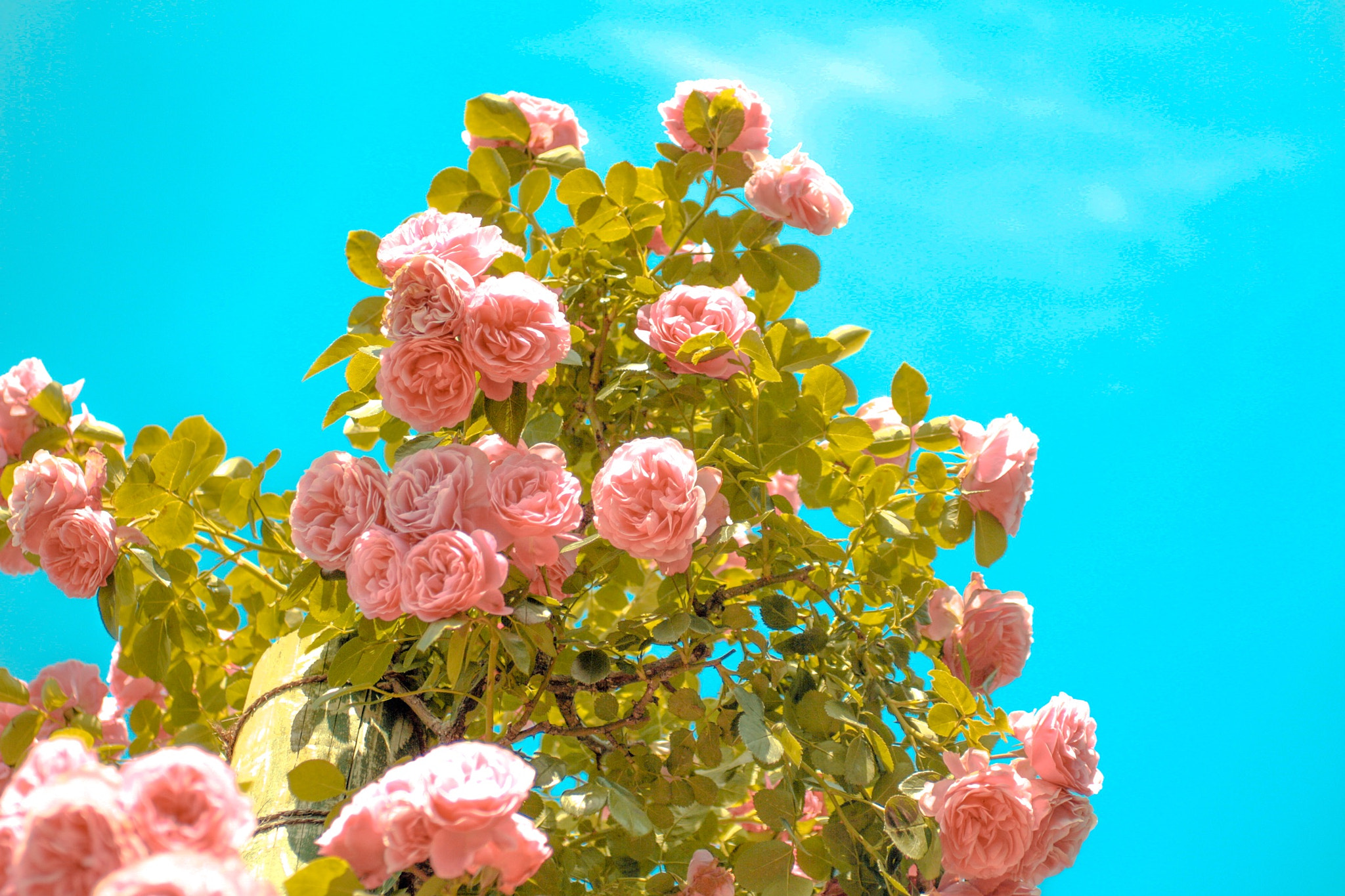 Canon EOS 450D (EOS Rebel XSi / EOS Kiss X2) sample photo. 進撃の薔薇 photography