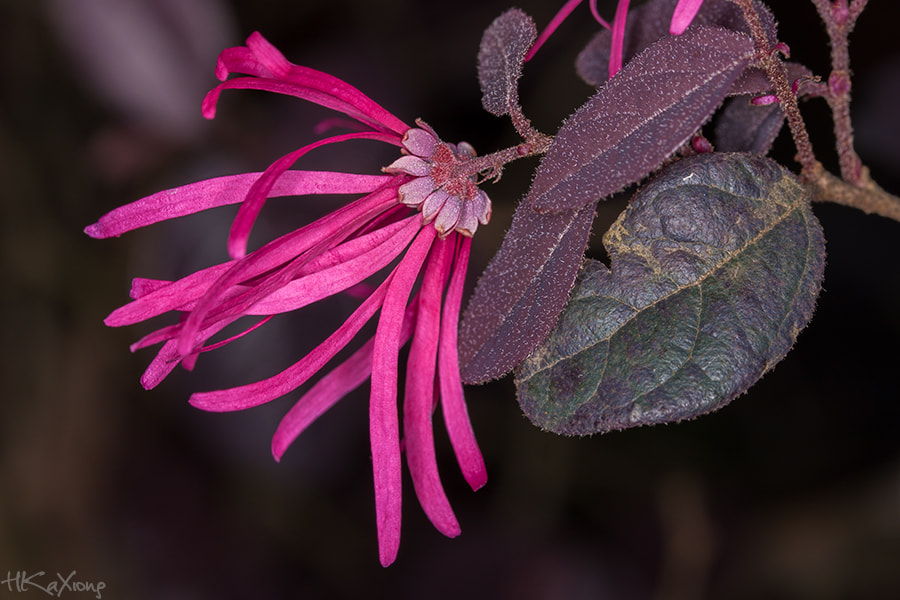 Canon EF-S 60mm F2.8 Macro USM sample photo. Flower photography