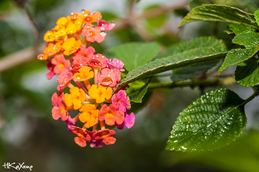 Canon EF-S 60mm F2.8 Macro USM sample photo. Flower photography