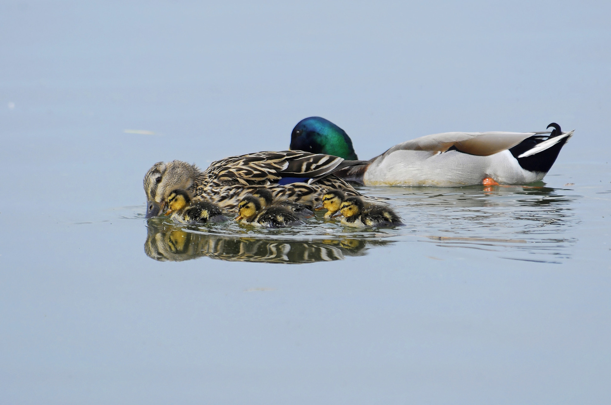 Nikon D300S sample photo. Family mallard duck photography