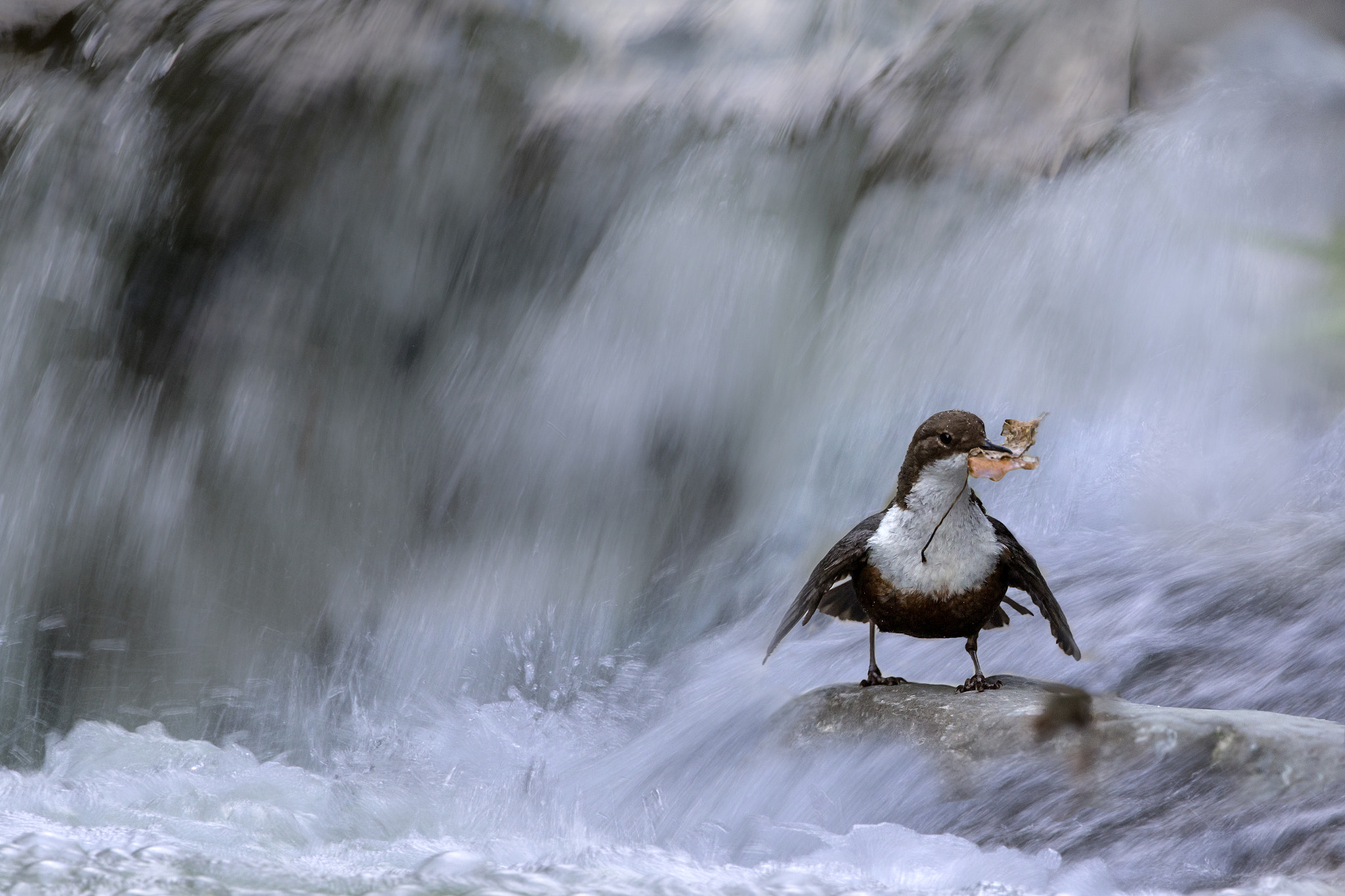 Canon EF 300mm F2.8L IS II USM sample photo. Merlo acquaiolo photography