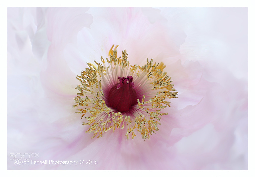 Canon EF 50mm F1.2L USM sample photo. Tree peony close up photography