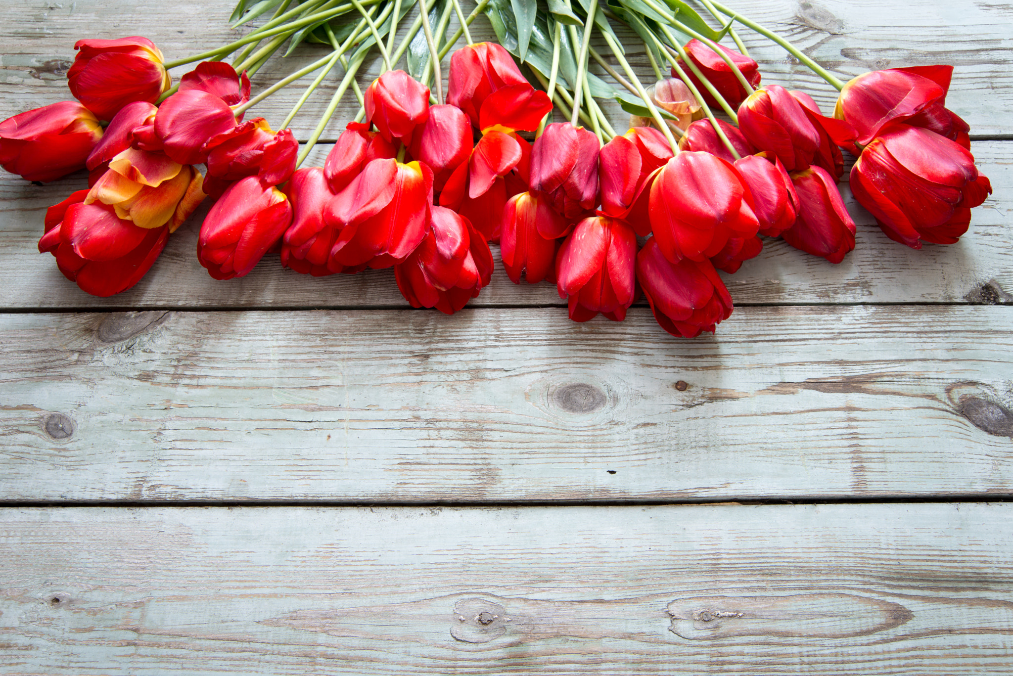 Nikon AF Nikkor 24-85mm F2.8-4D IF sample photo. Red tulips photography