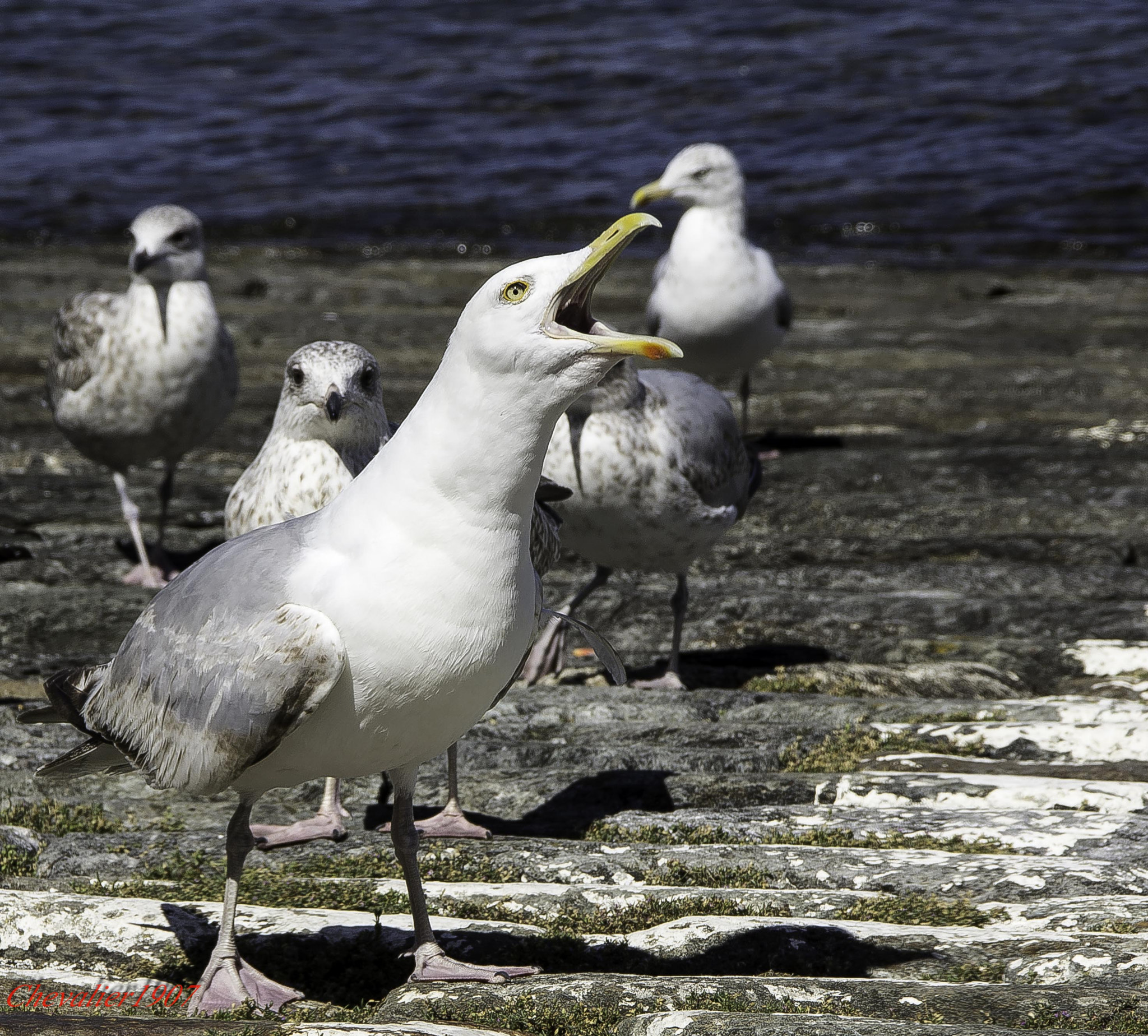 Sony Alpha DSLR-A580 sample photo. Seagull cry photography