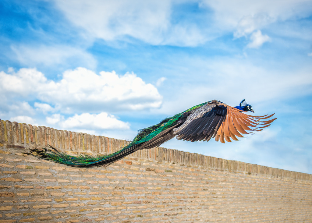 Can Peacocks Fly: Exploring the Myth and Reality of Peacock Flight