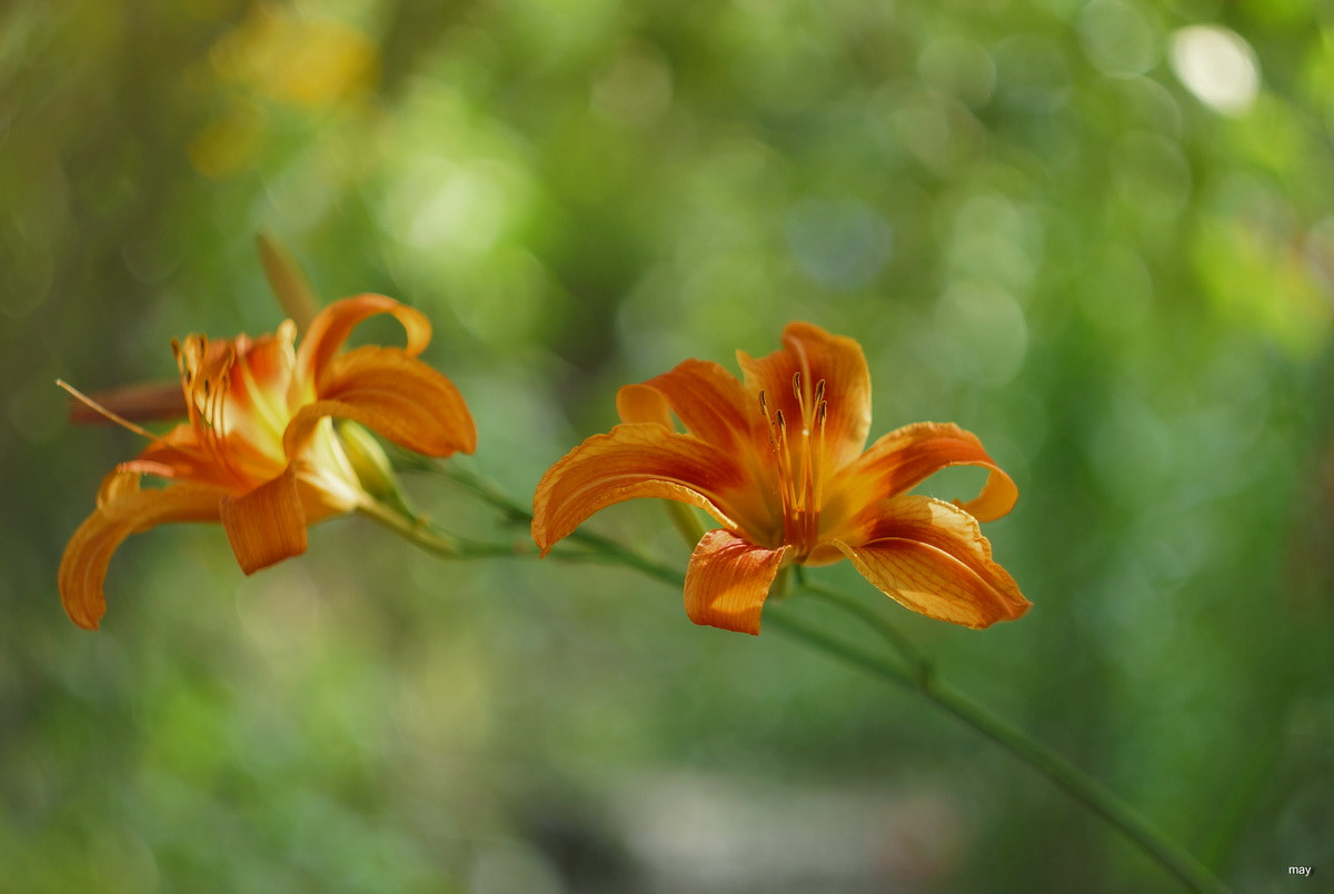 Sony SLT-A65 (SLT-A65V) + Minolta AF 50mm F1.7 sample photo. Day-lily.... лилейник photography