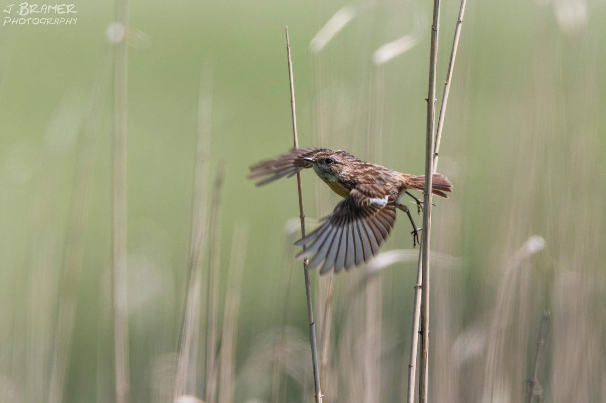 Canon EOS 6D + Canon EF 600mm F4L IS USM sample photo. Schwarzkehlchen- weibchen photography