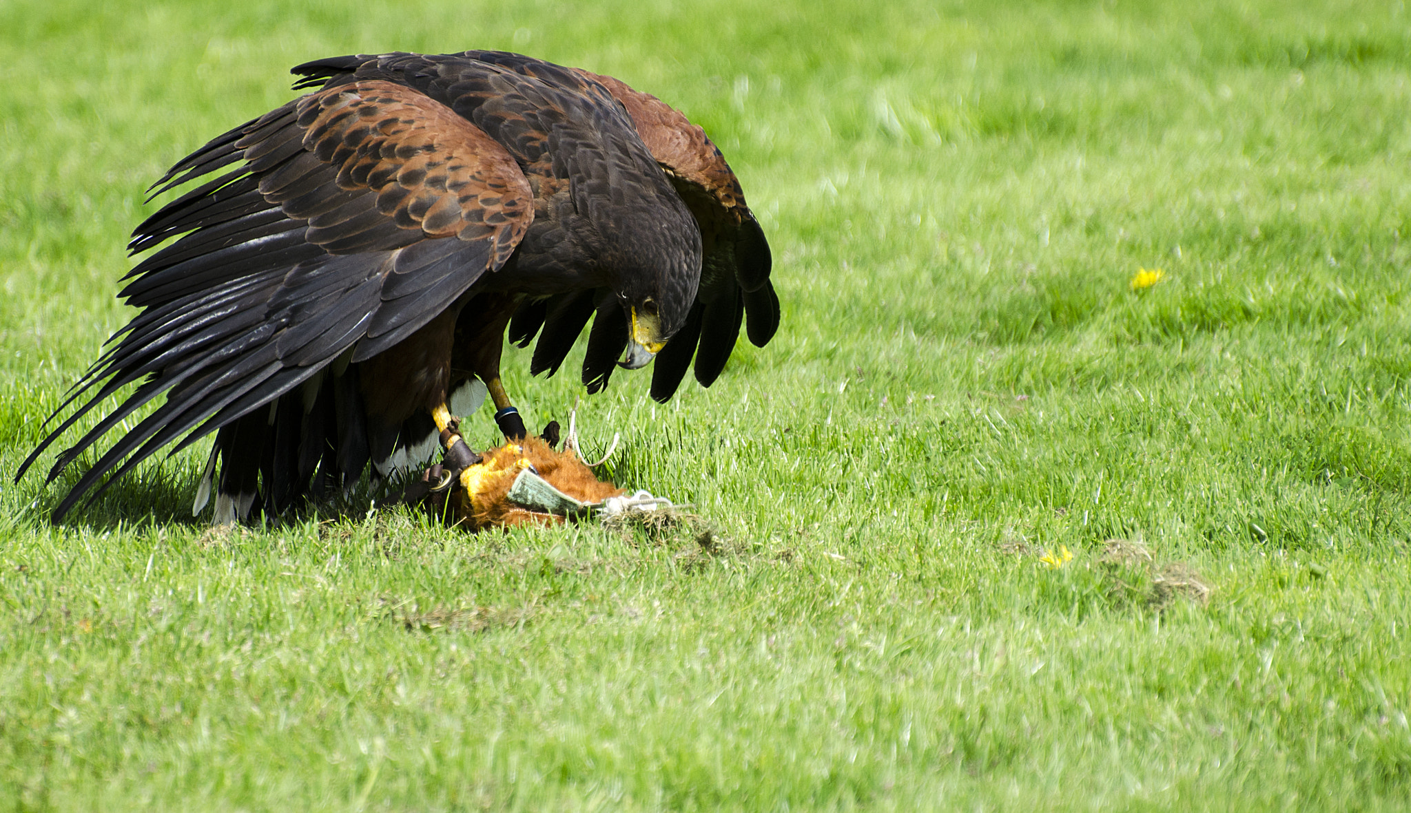 Nikon D5100 sample photo. Hunting eagle photography