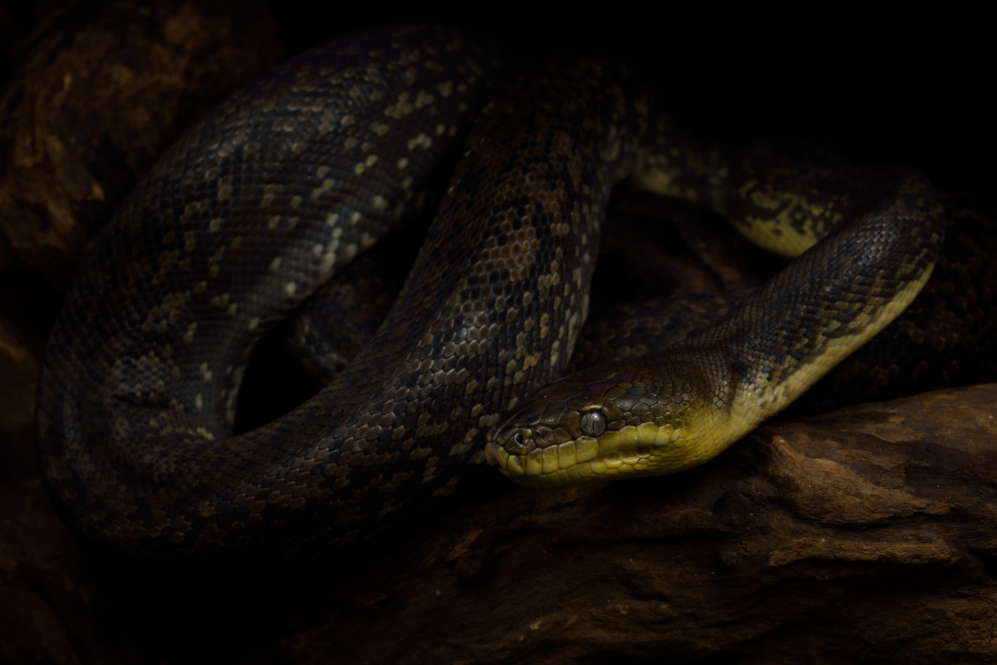 ZEISS Makro-Planar T* 50mm F2 sample photo. Liasis mackloti photography