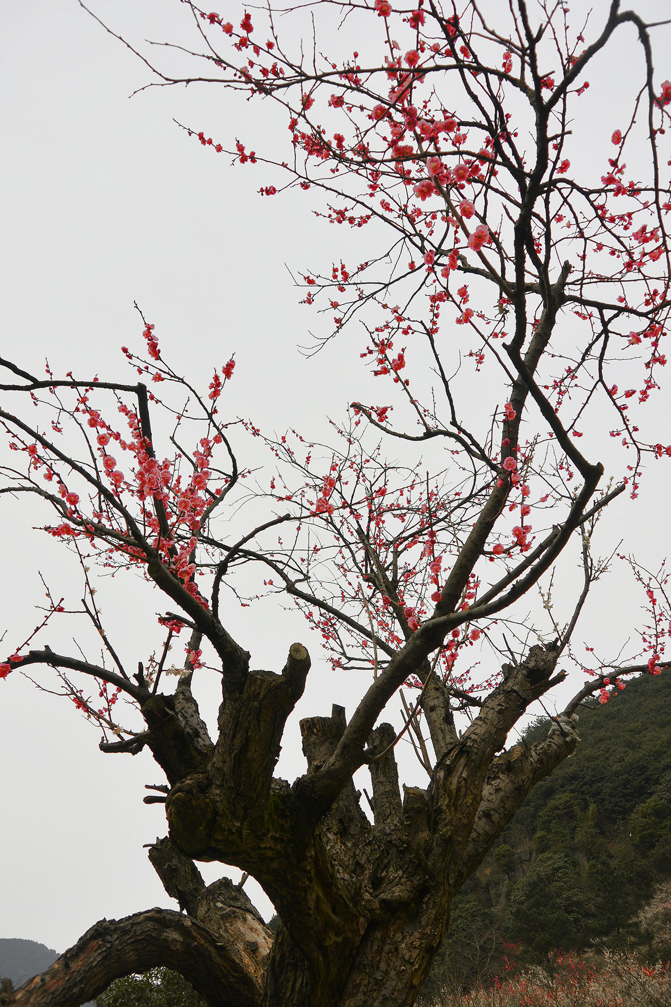 Nikon 1 V2 sample photo. 副本 photography