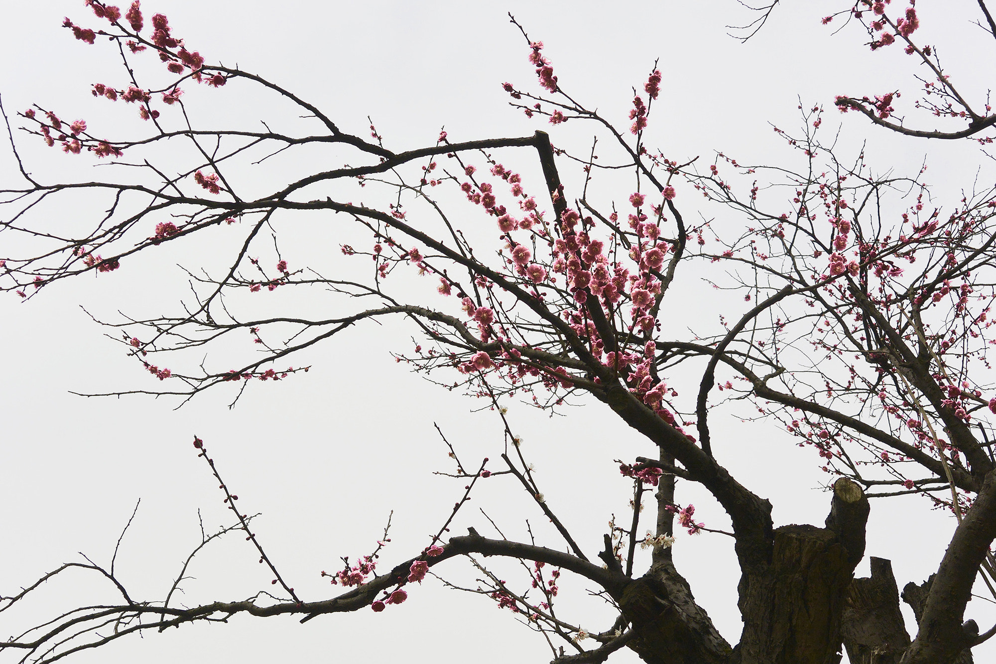 Nikon 1 V2 sample photo. 副本 photography
