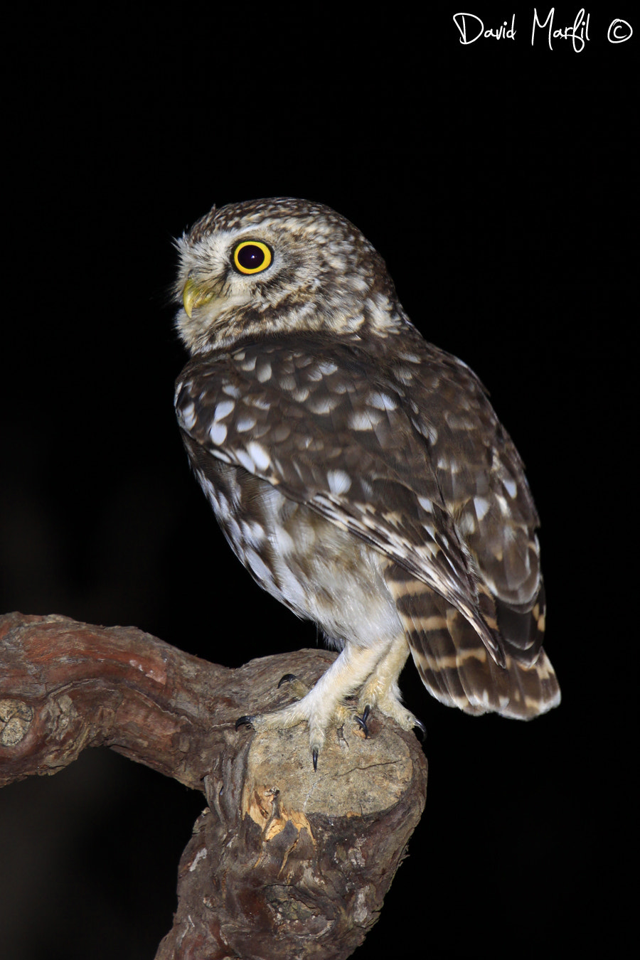 Canon EF 100-400mm F4.5-5.6L IS USM sample photo. Little owl photography