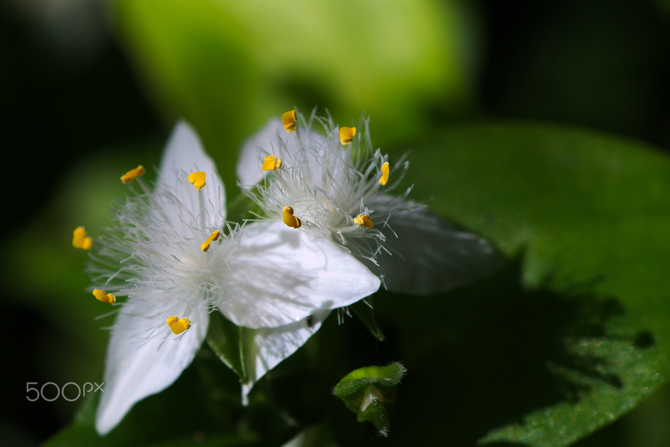 Nikon D40X + Nikon AF Micro-Nikkor 60mm F2.8D sample photo. Flower #21 photography