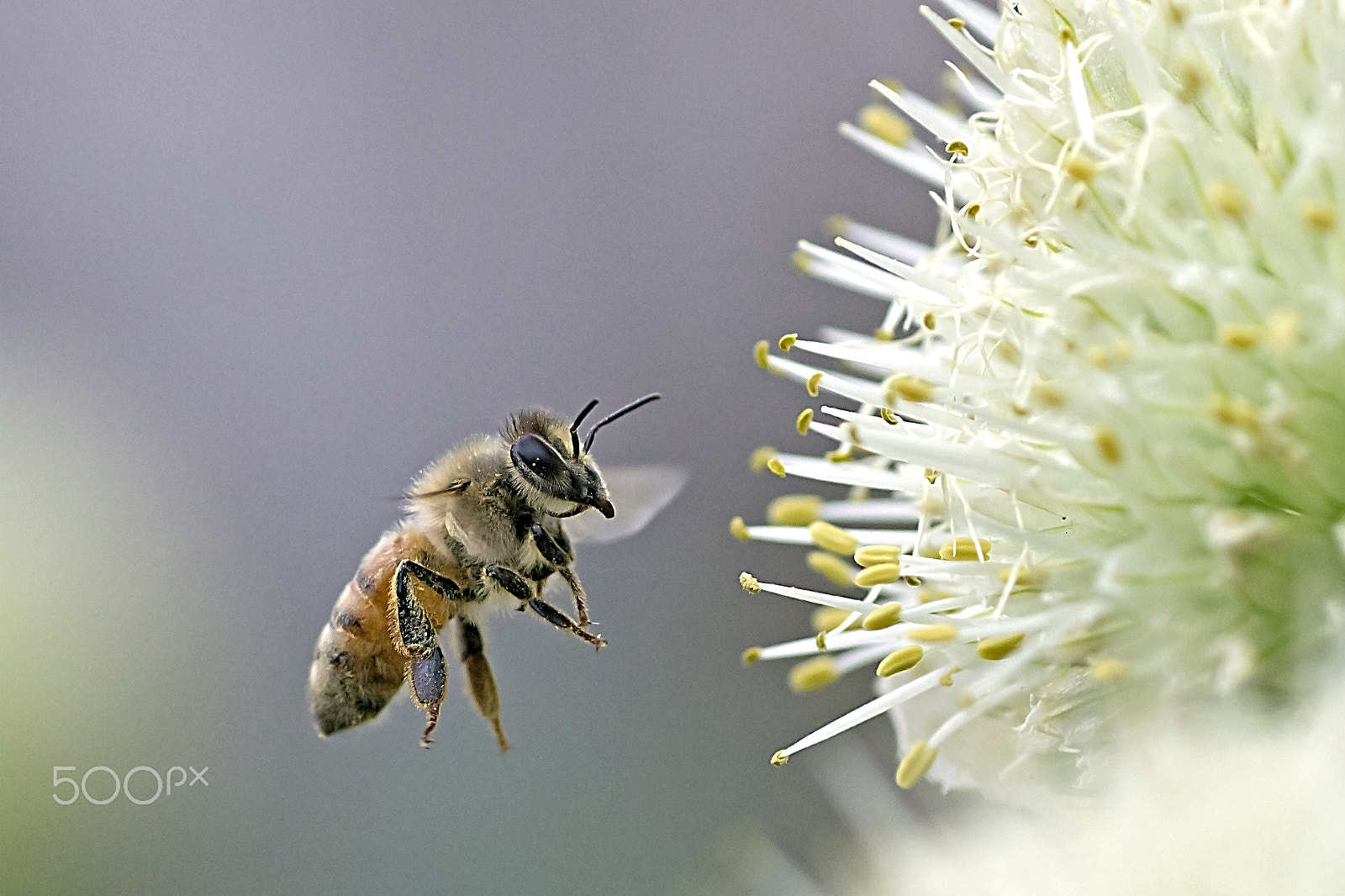 Canon EOS 600D (Rebel EOS T3i / EOS Kiss X5) + Tamron SP AF 90mm F2.8 Di Macro sample photo. Honeybee in flight photography