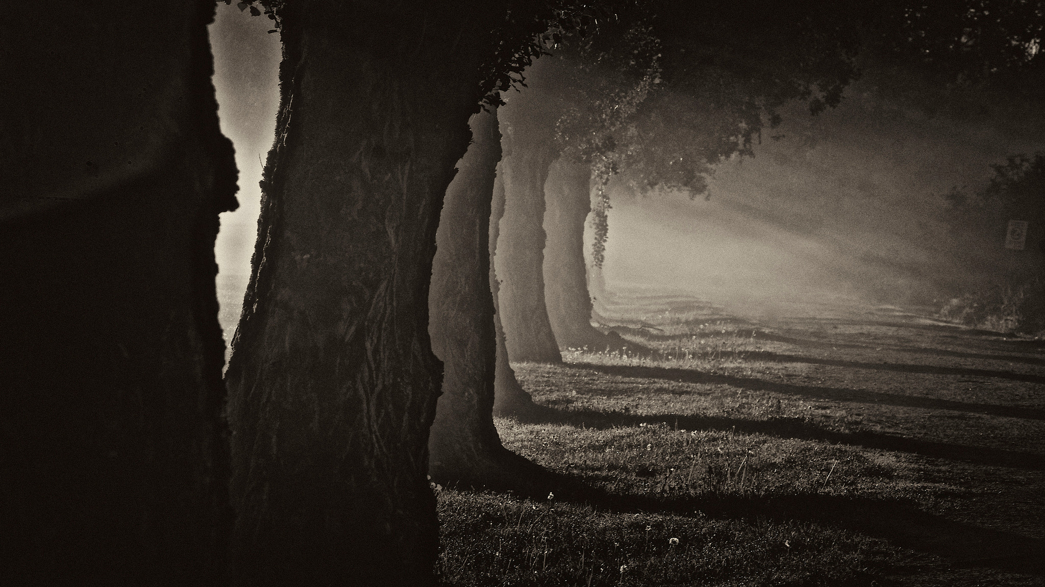 Pentax smc DA 50-200mm F4-5.6 ED WR sample photo. Trees in mono photography