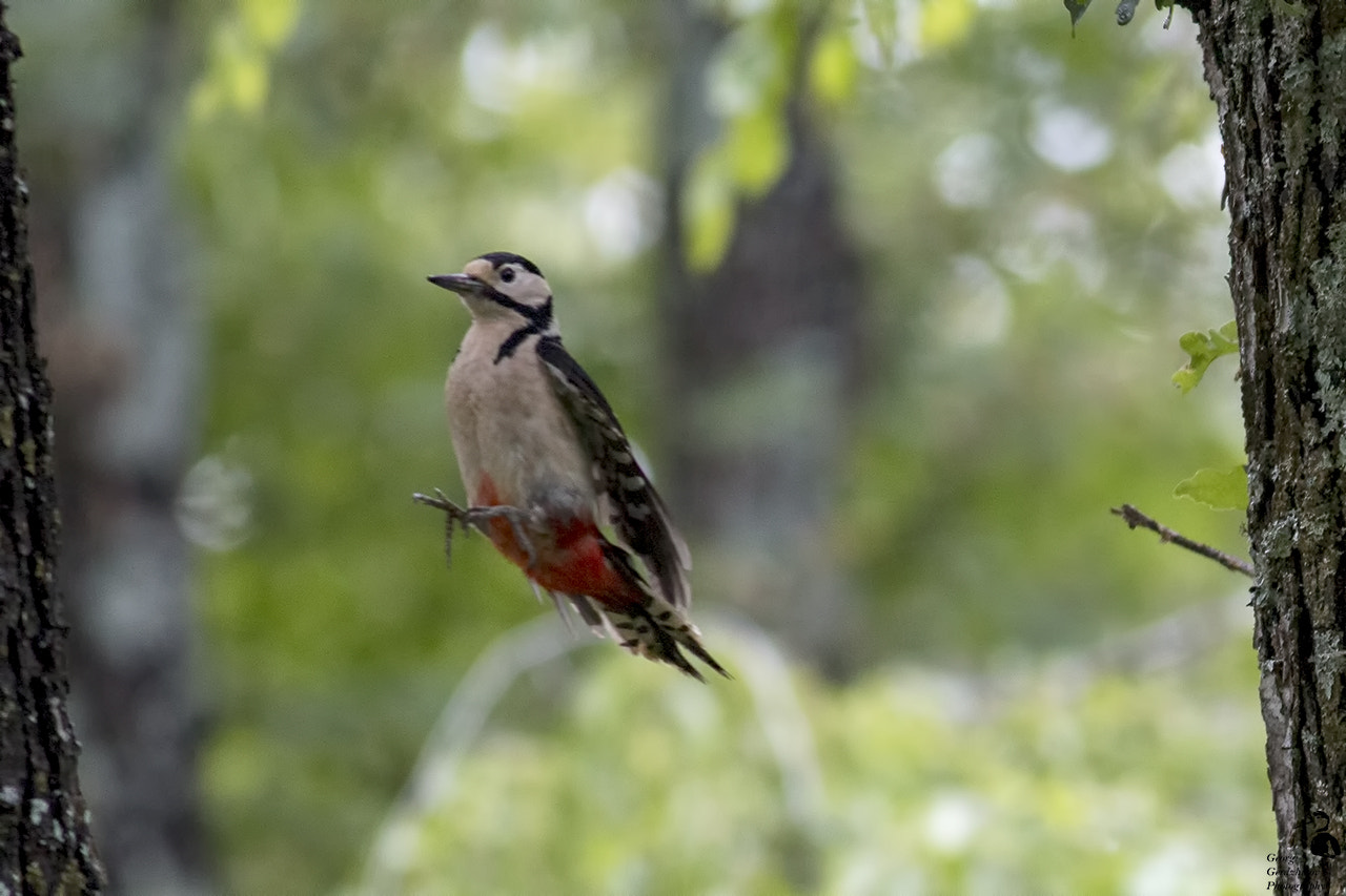 Canon EOS 70D + Canon EF 400mm F5.6L USM sample photo. Free taxi (weasel is on vacation) photography